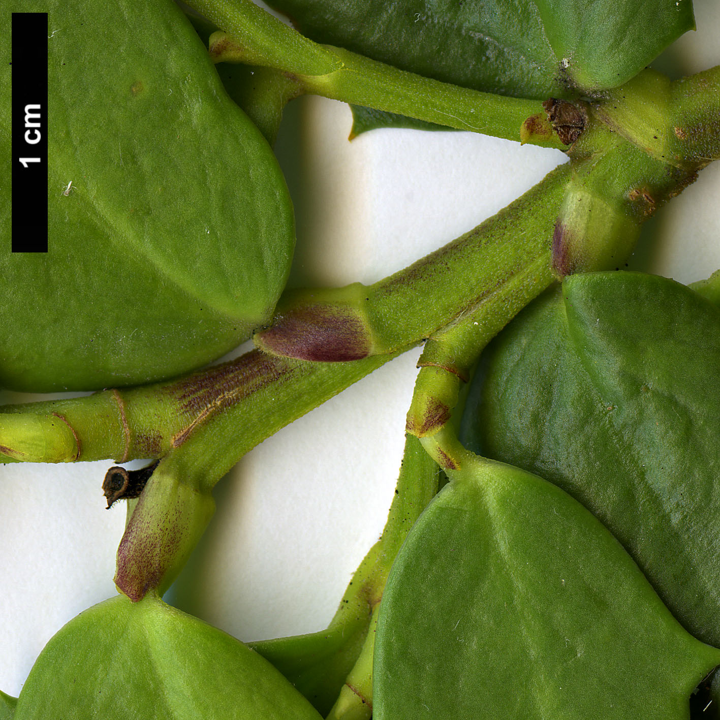 High resolution image: Family: Griseliniaceae - Genus: Griselinia - Taxon: jodinifolia