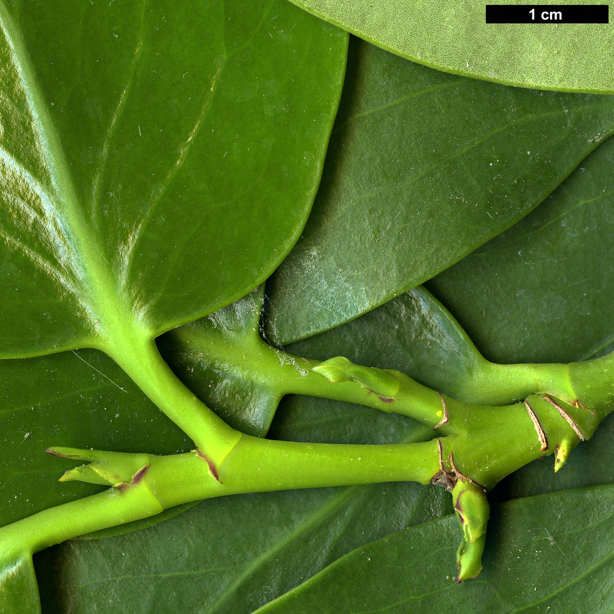 High resolution image: Family: Griseliniaceae - Genus: Griselinia - Taxon: lucida