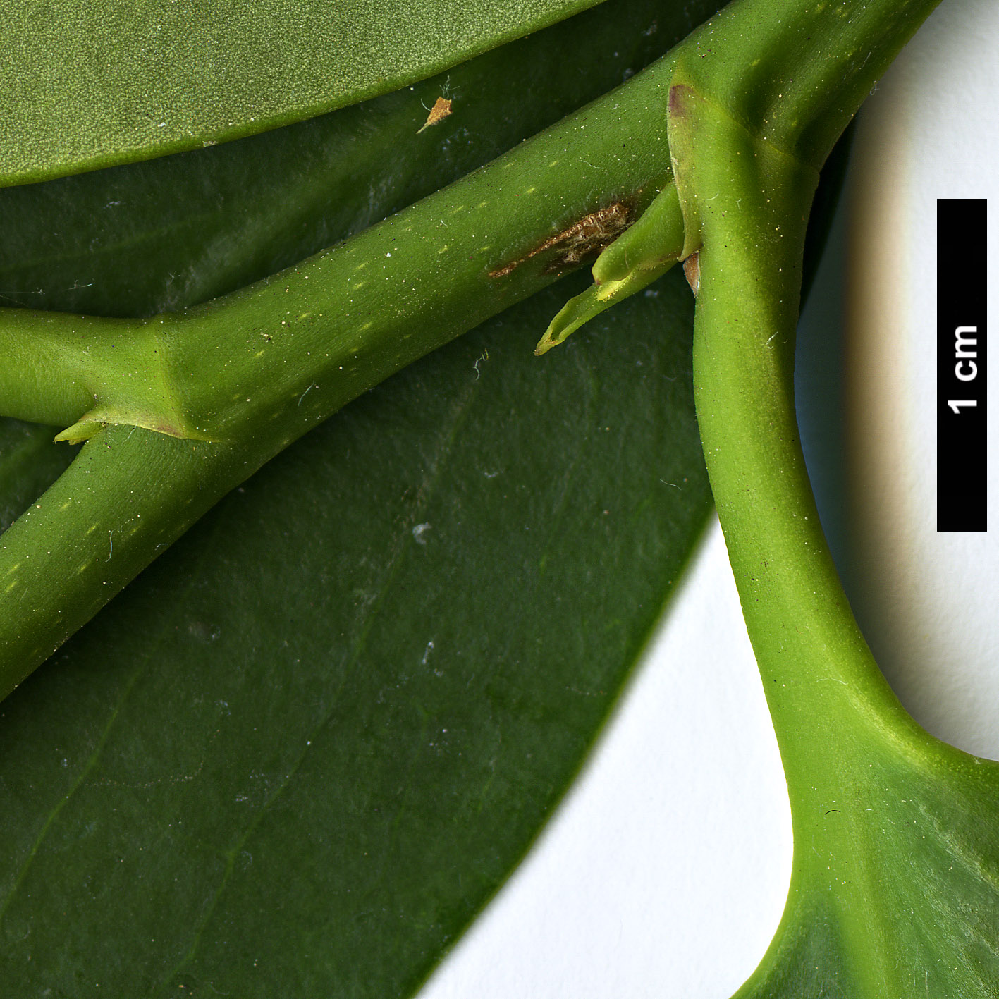 High resolution image: Family: Griseliniaceae - Genus: Griselinia - Taxon: lucida