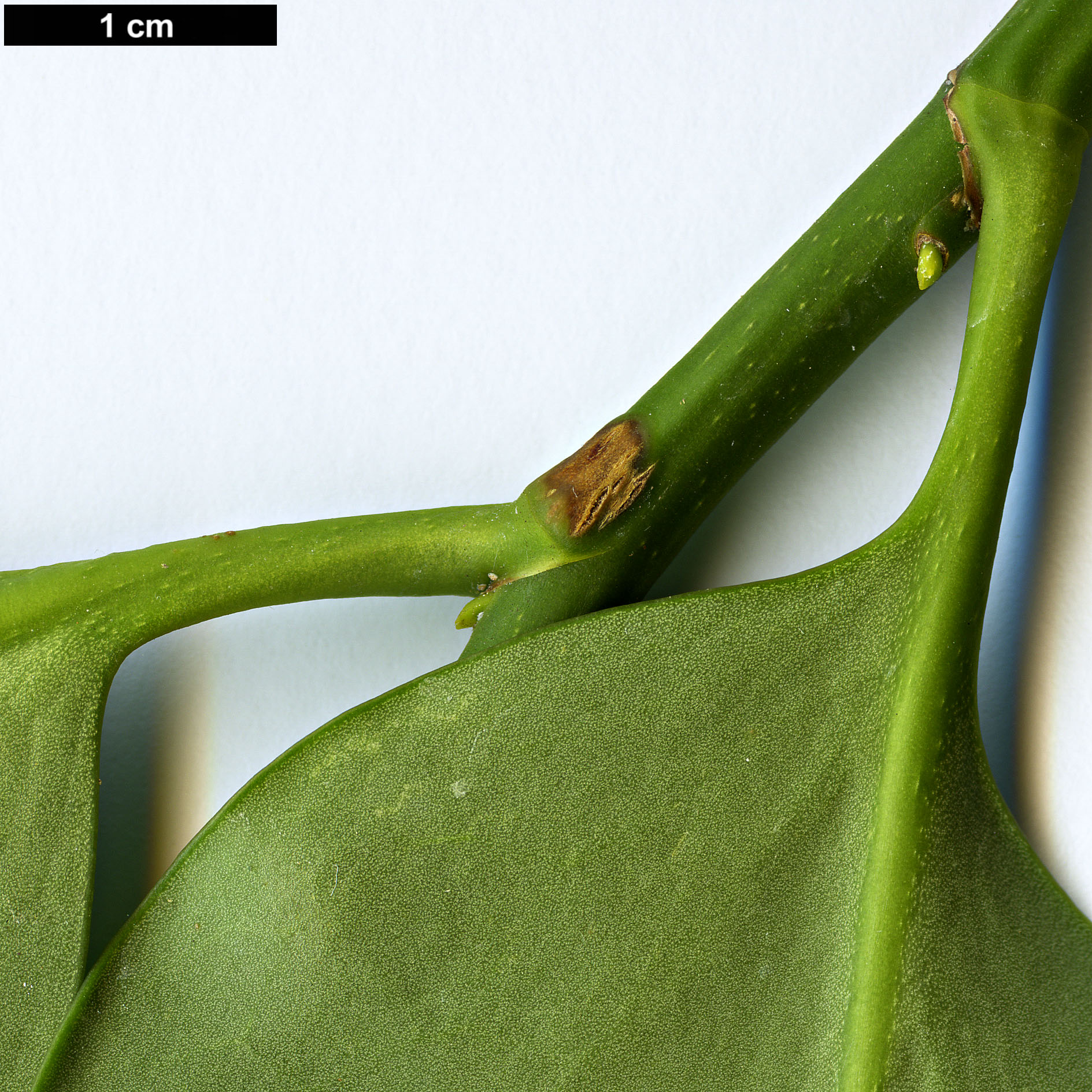 High resolution image: Family: Griseliniaceae - Genus: Griselinia - Taxon: lucida