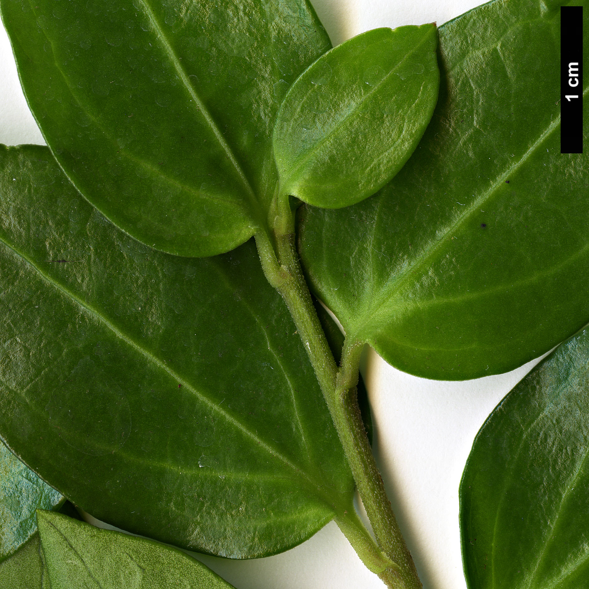 High resolution image: Family: Griseliniaceae - Genus: Griselinia - Taxon: racemosa