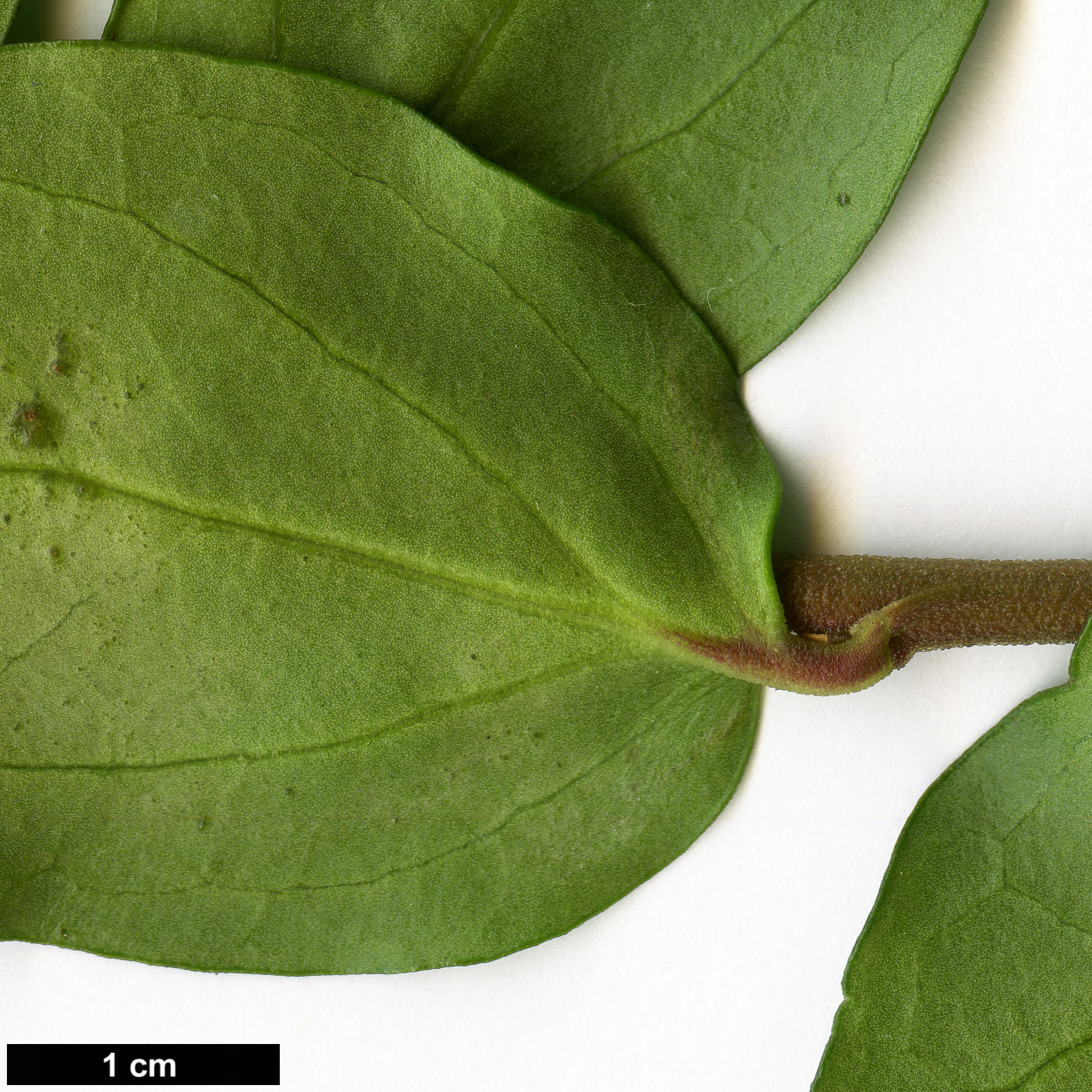 High resolution image: Family: Griseliniaceae - Genus: Griselinia - Taxon: racemosa