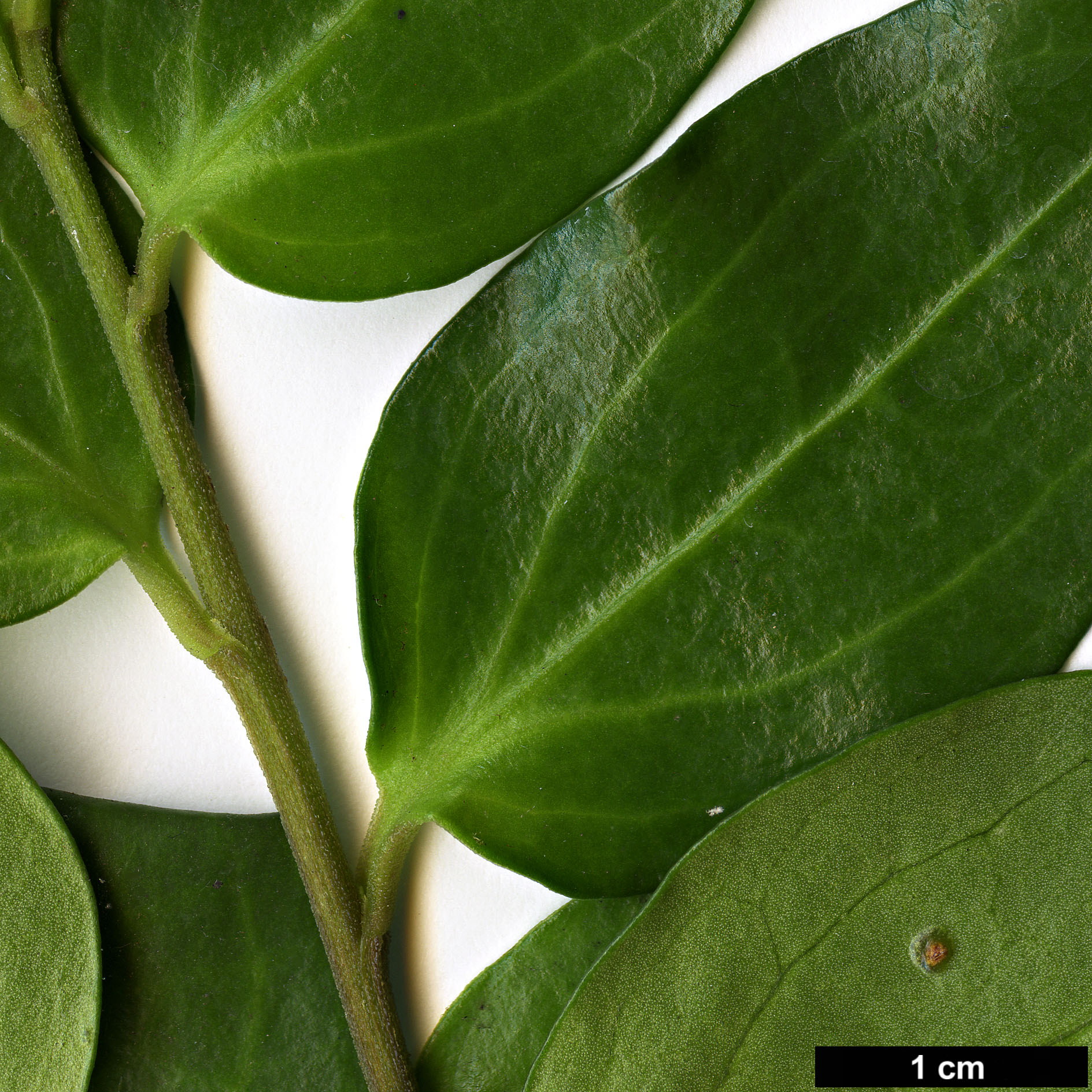 High resolution image: Family: Griseliniaceae - Genus: Griselinia - Taxon: racemosa