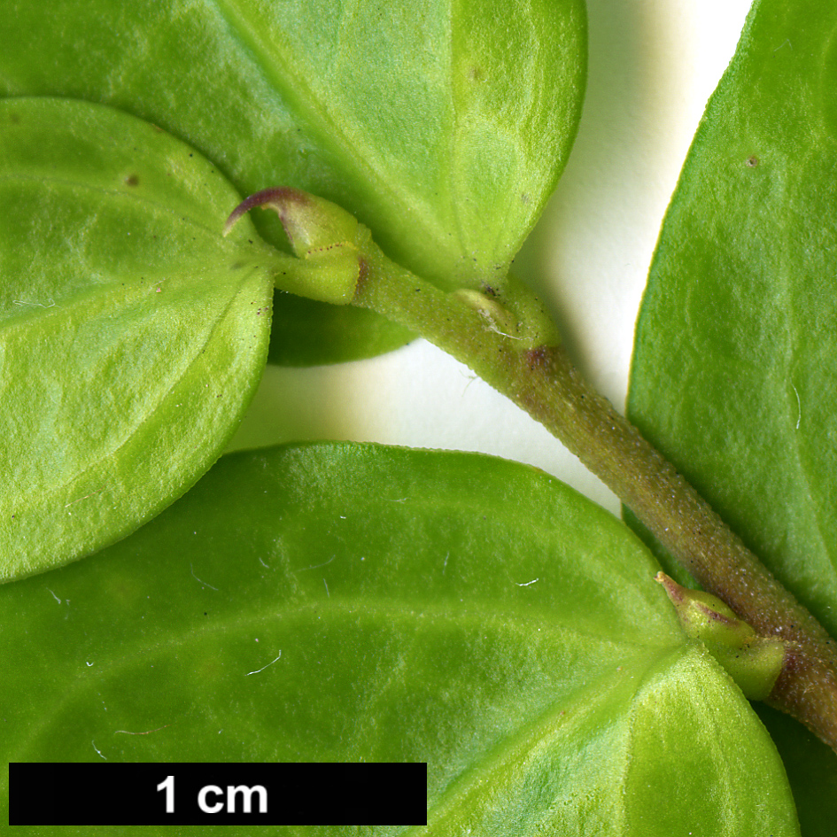 High resolution image: Family: Griseliniaceae - Genus: Griselinia - Taxon: racemosa