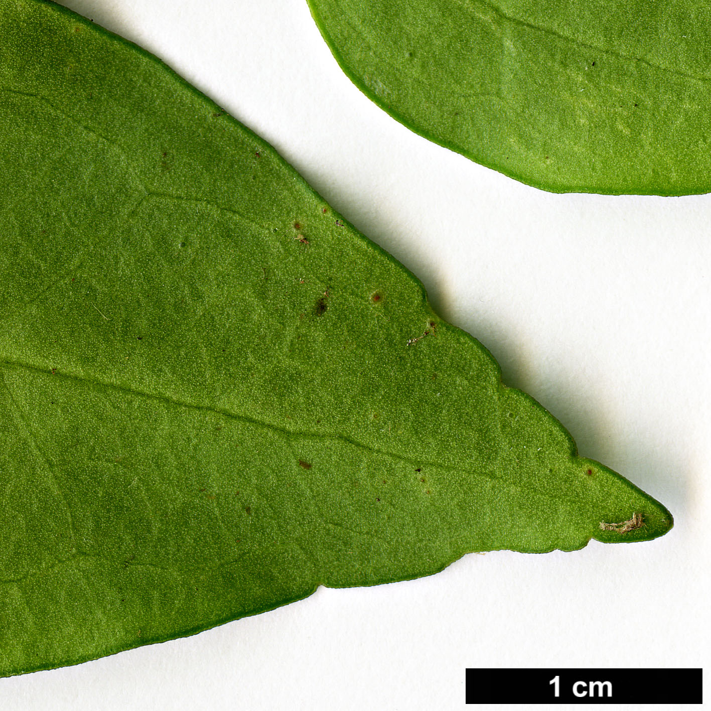 High resolution image: Family: Griseliniaceae - Genus: Griselinia - Taxon: racemosa