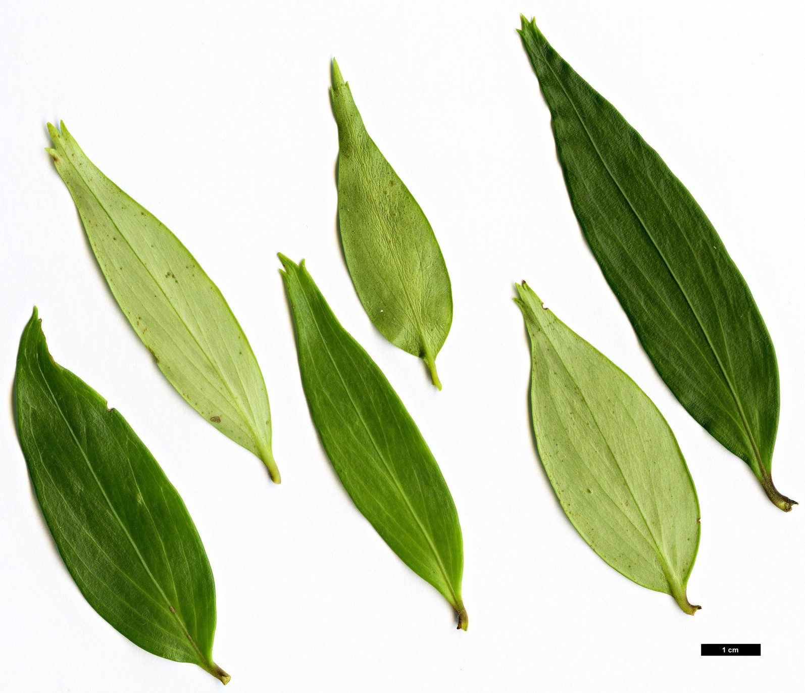 High resolution image: Family: Griseliniaceae - Genus: Griselinia - Taxon: ruscifolia