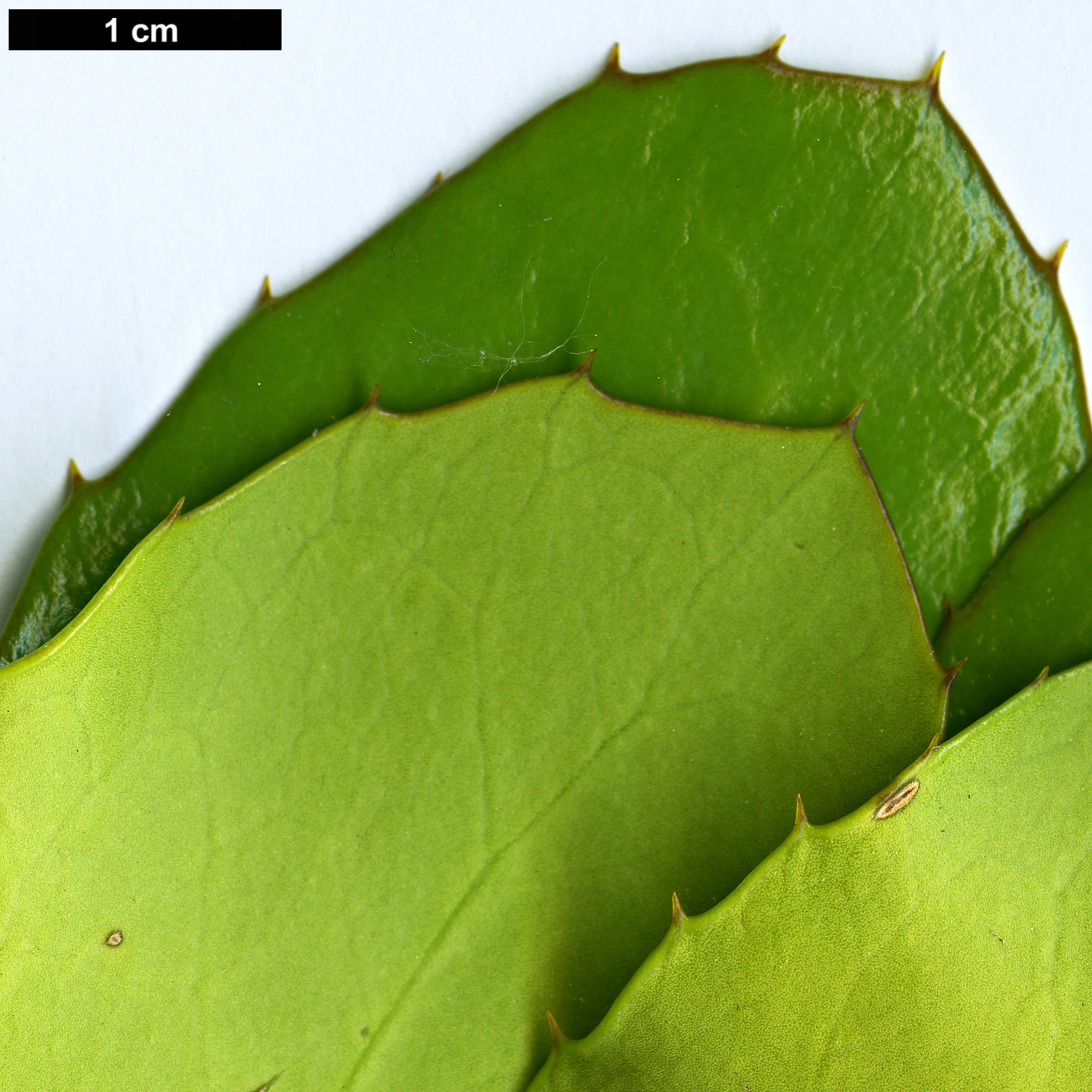 High resolution image: Family: Griseliniaceae - Genus: Griselinia - Taxon: scandens