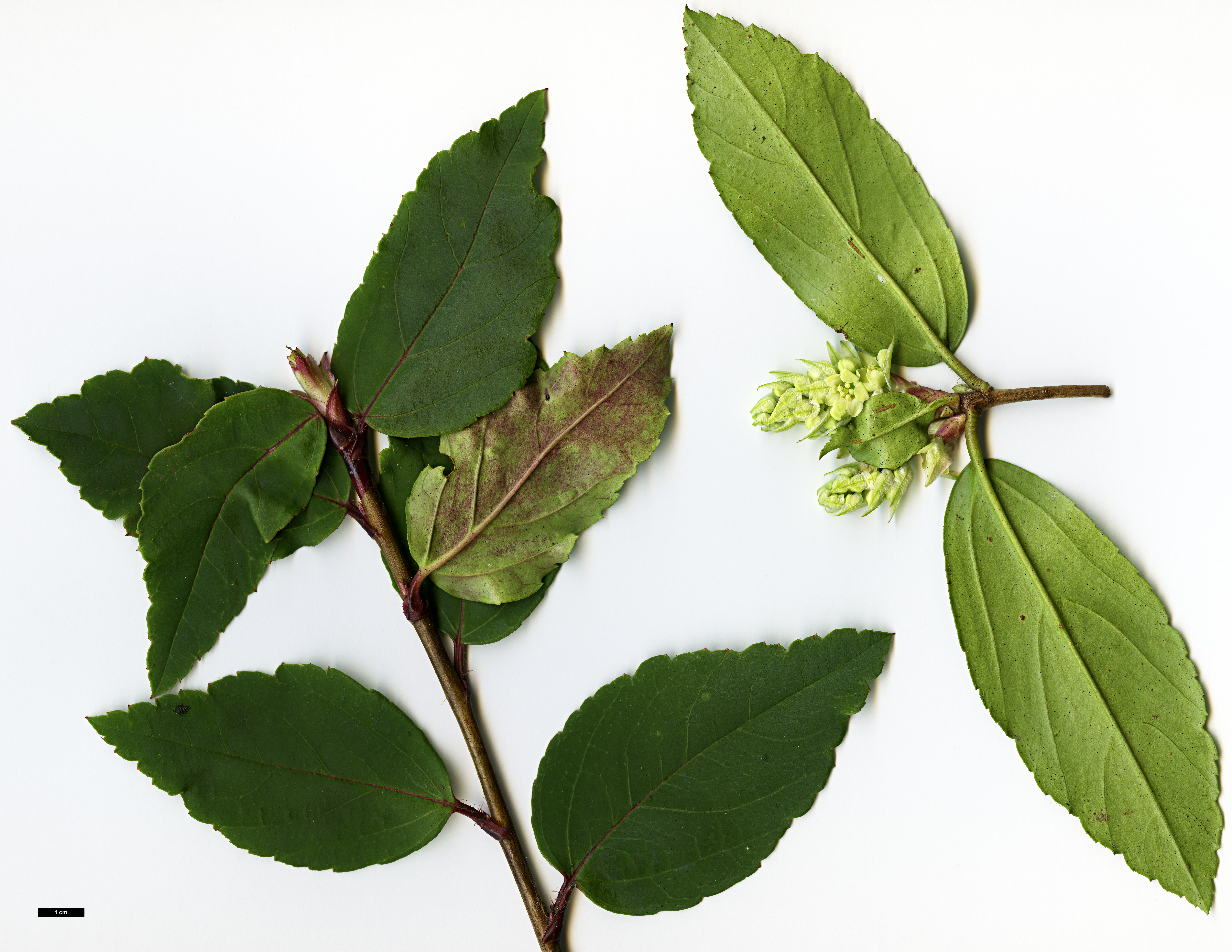 High resolution image: Family: Grossulariaceae - Genus: Ribes - Taxon: laurifolium