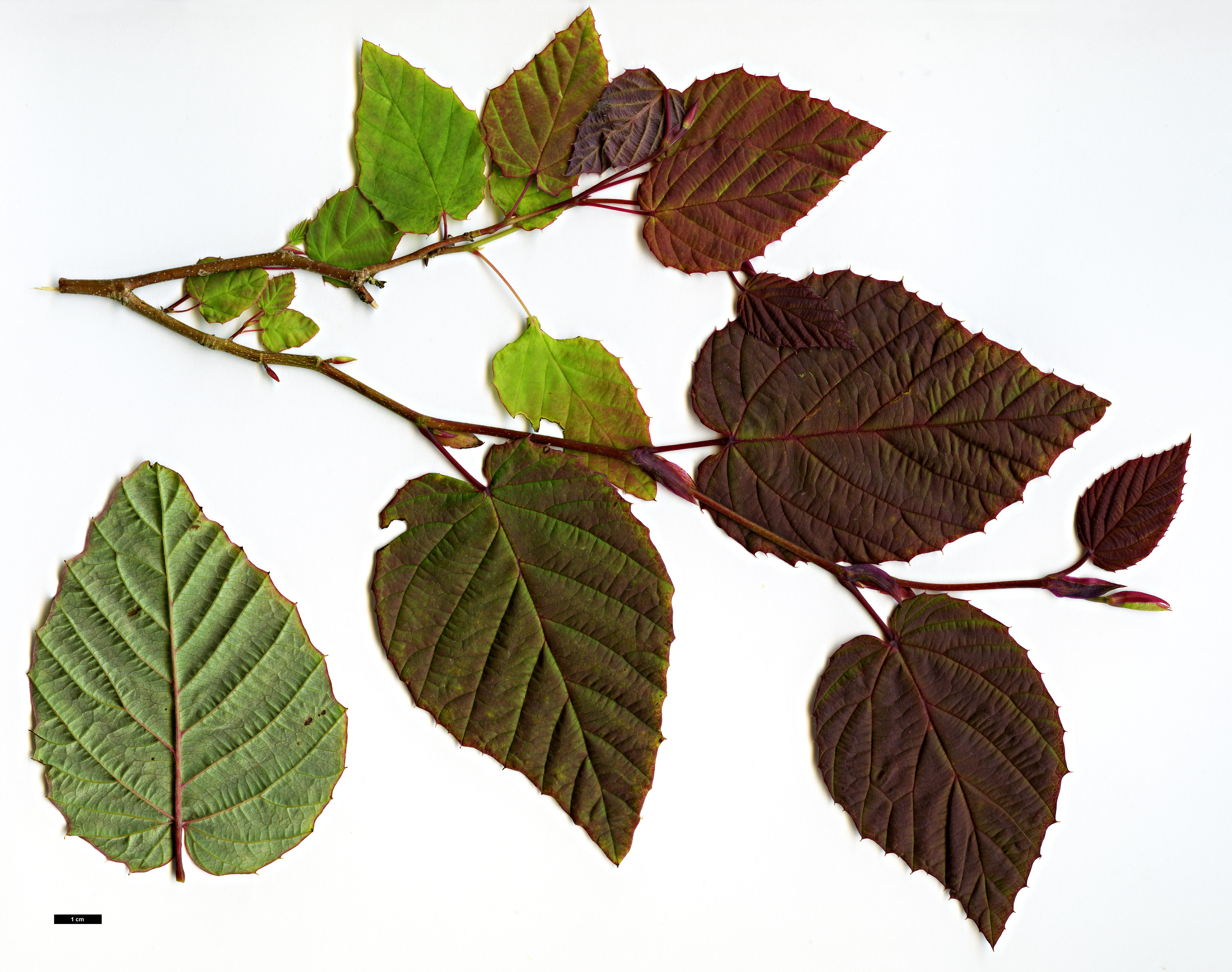 High resolution image: Family: Hamamelidaceae - Genus: Corylopsis - Taxon: gotoana