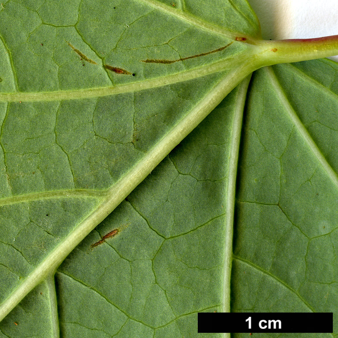 High resolution image: Family: Hamamelidaceae - Genus: Disanthus - Taxon: cercidifolius