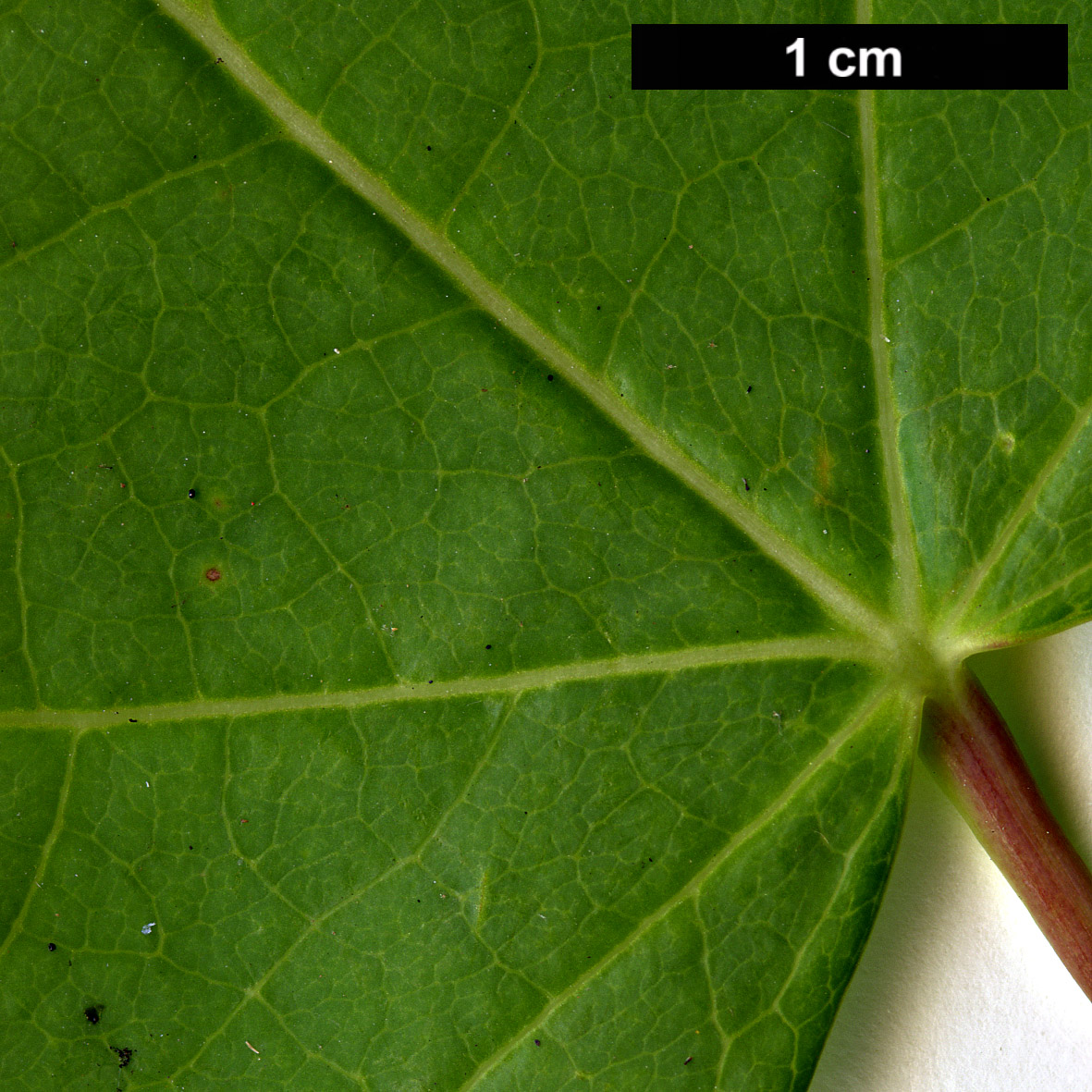 High resolution image: Family: Hamamelidaceae - Genus: Disanthus - Taxon: cercidifolius