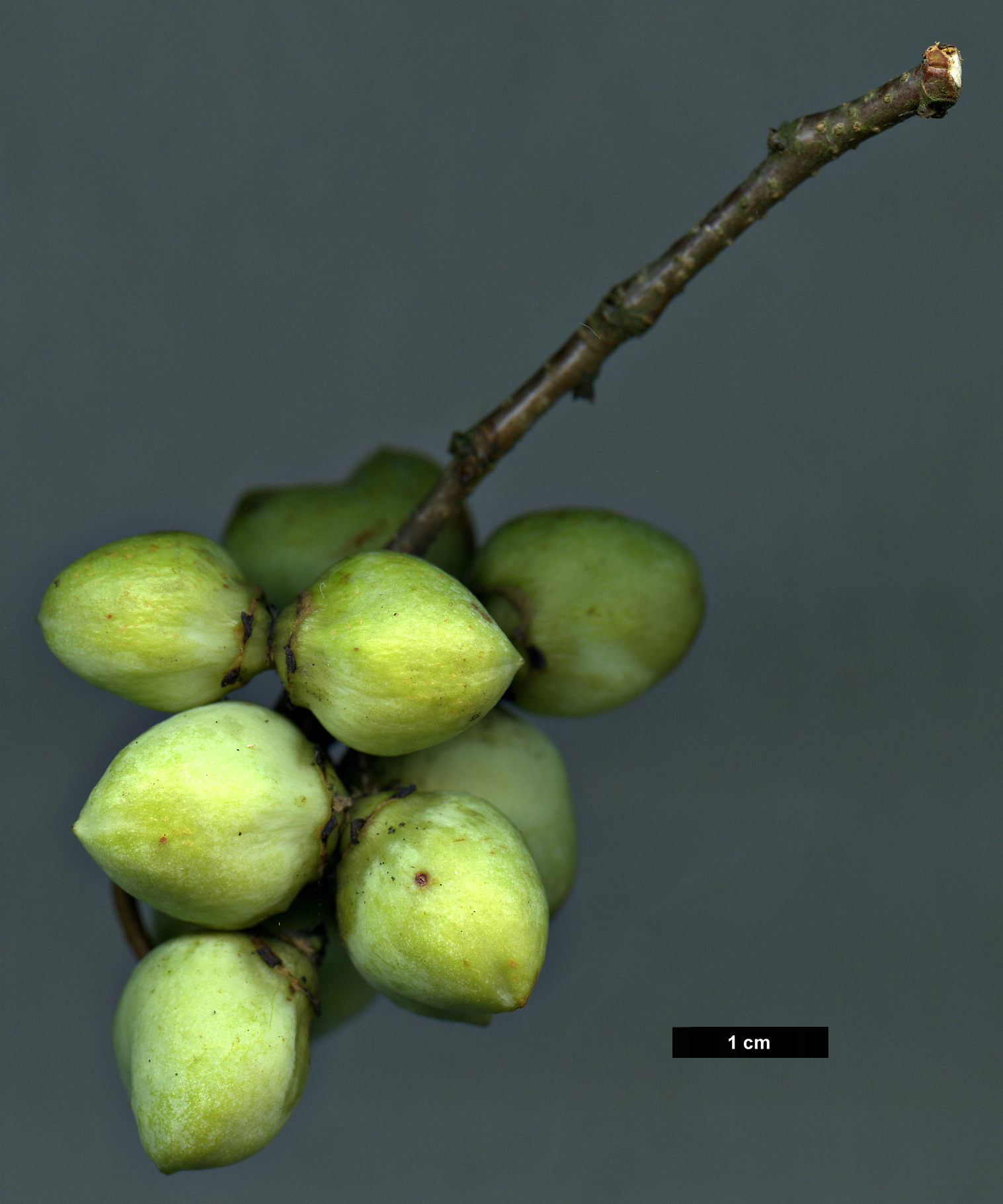 High resolution image: Family: Hamamelidaceae - Genus: Disanthus - Taxon: cercidifolius