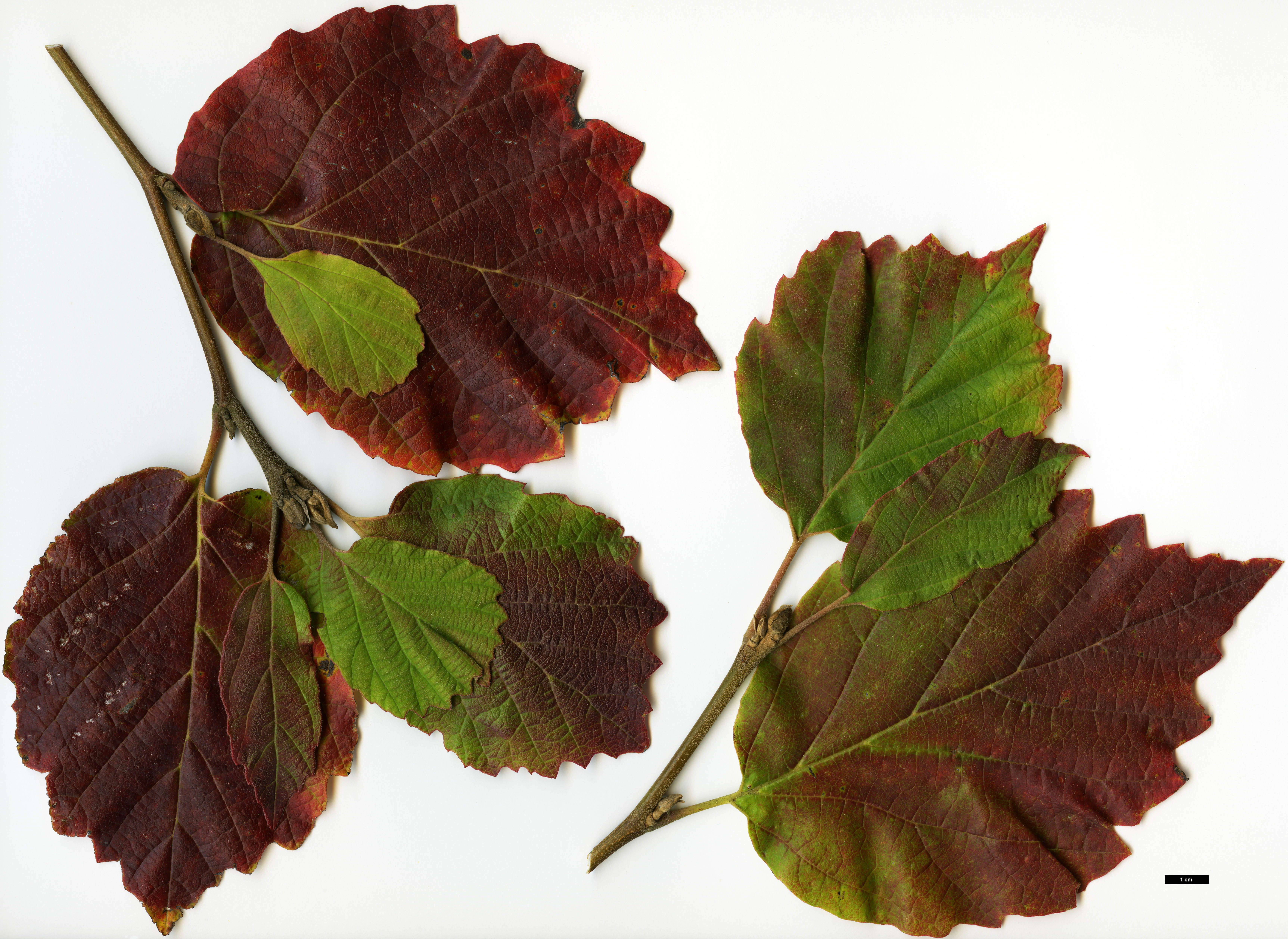 High resolution image: Family: Hamamelidaceae - Genus: Fothergilla - Taxon: major