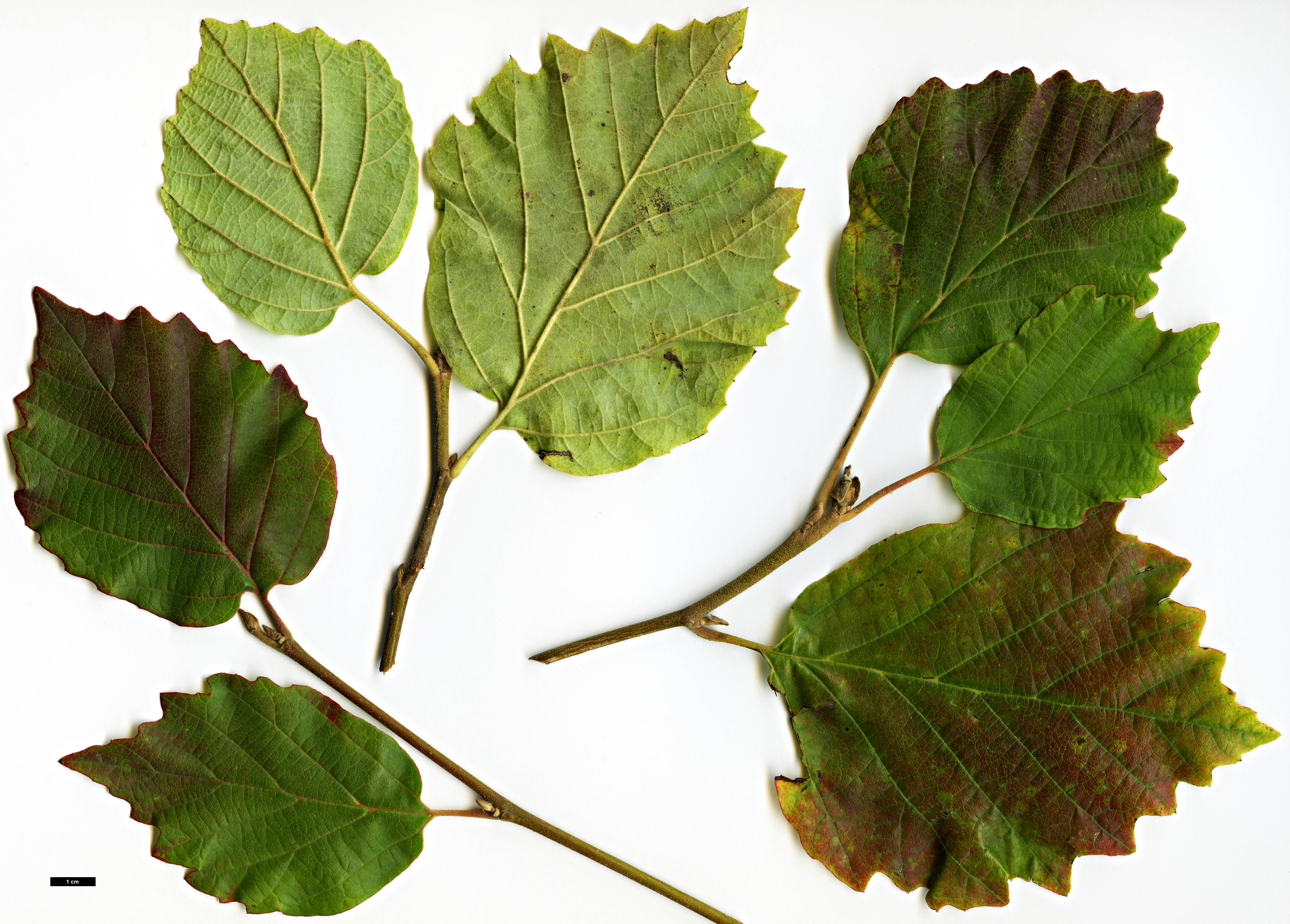 High resolution image: Family: Hamamelidaceae - Genus: Fothergilla - Taxon: major