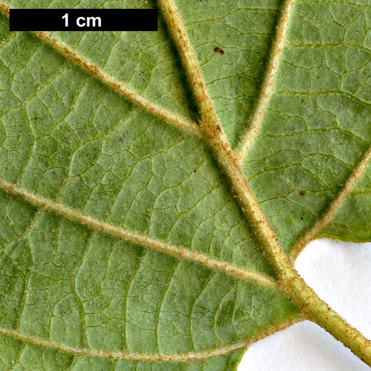 High resolution image: Family: Hamamelidaceae - Genus: Fothergilla - Taxon: major