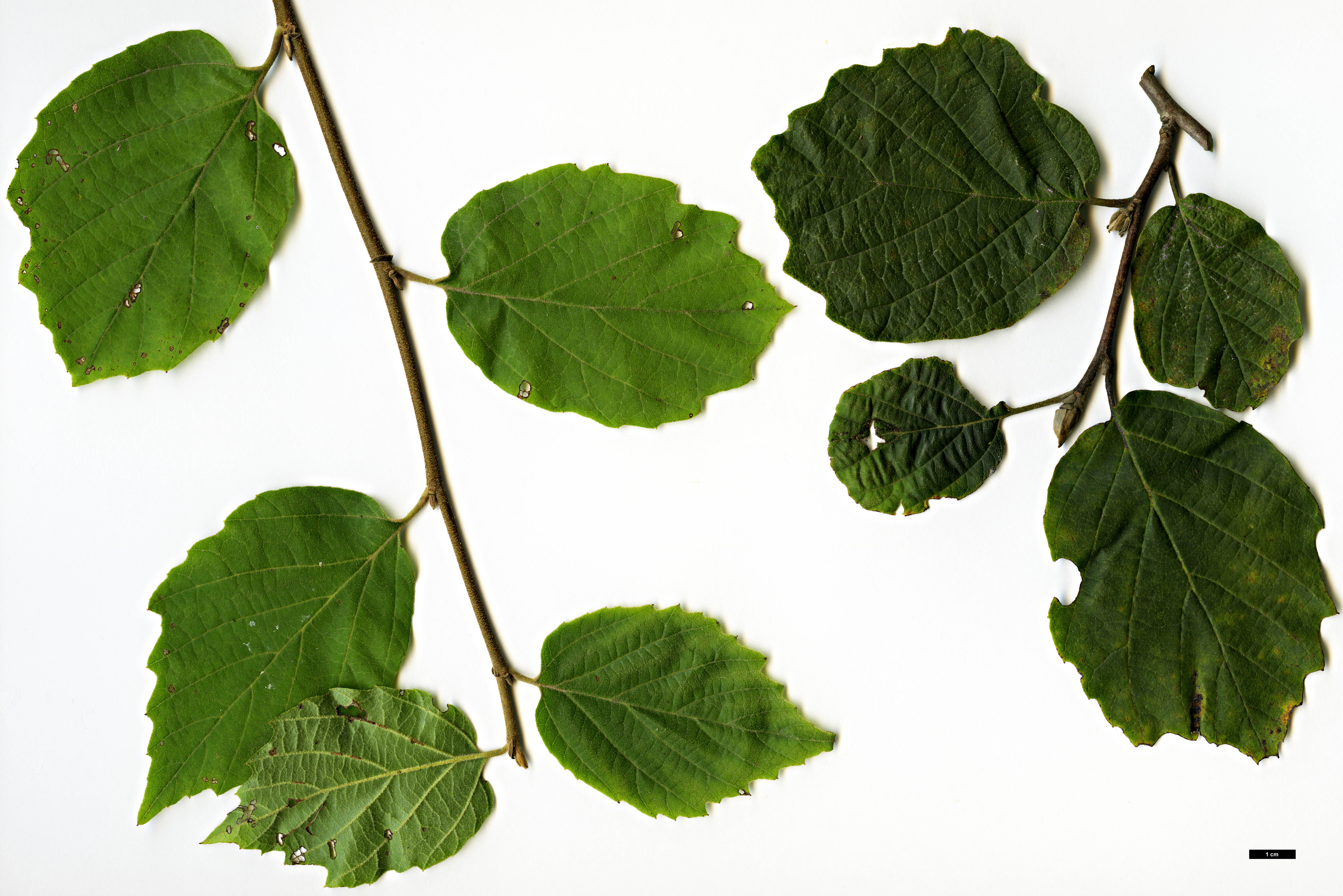 High resolution image: Family: Hamamelidaceae - Genus: Fothergilla - Taxon: major