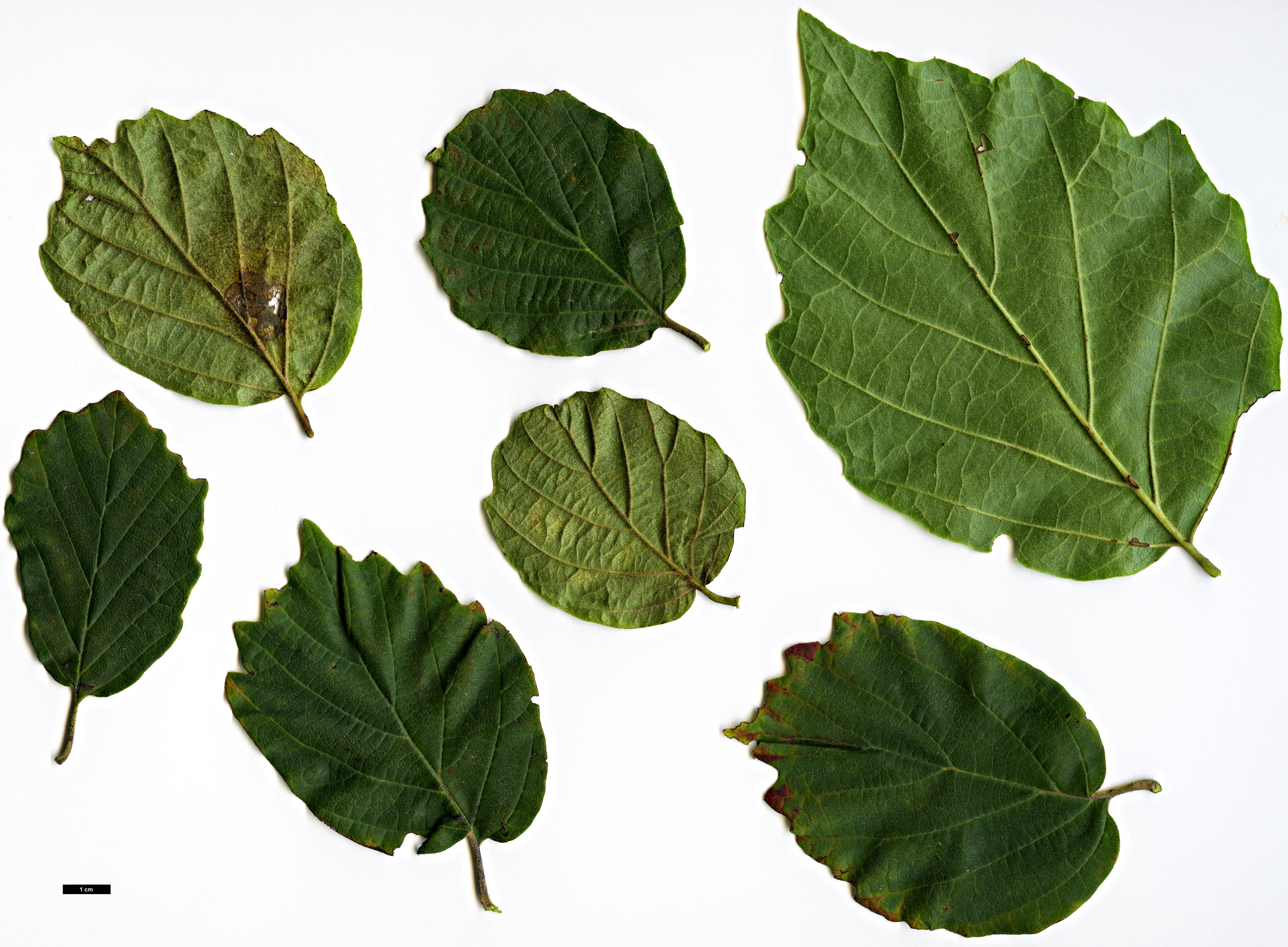 High resolution image: Family: Hamamelidaceae - Genus: Fothergilla - Taxon: major