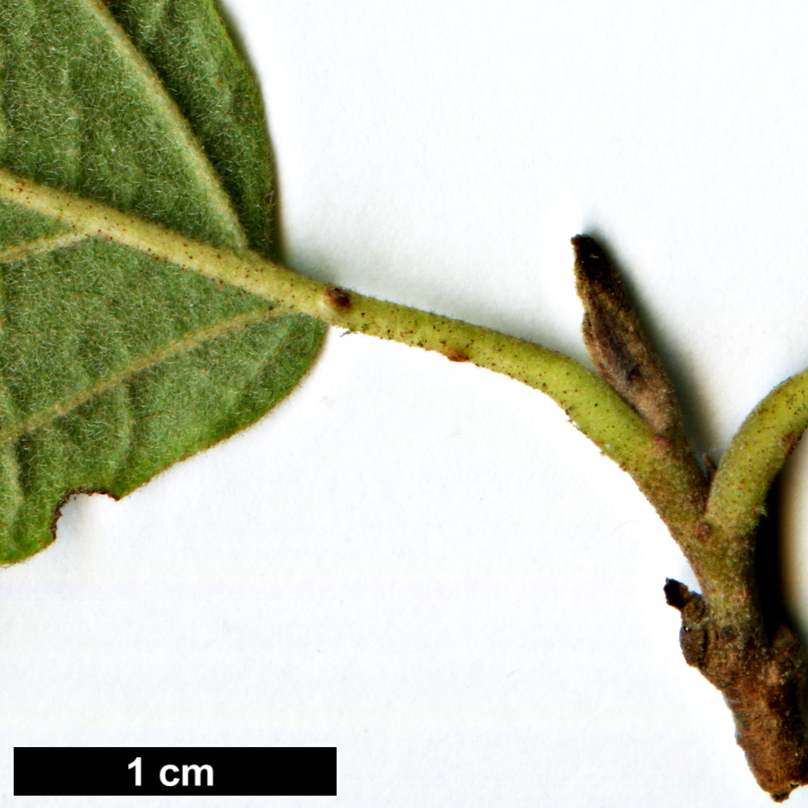 High resolution image: Family: Hamamelidaceae - Genus: Hamamelis - Taxon: mexicana