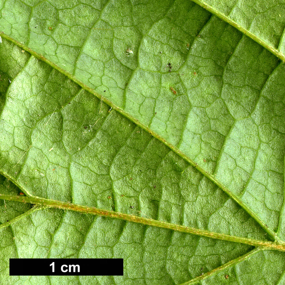 High resolution image: Family: Hamamelidaceae - Genus: Hamamelis - Taxon: virginiana