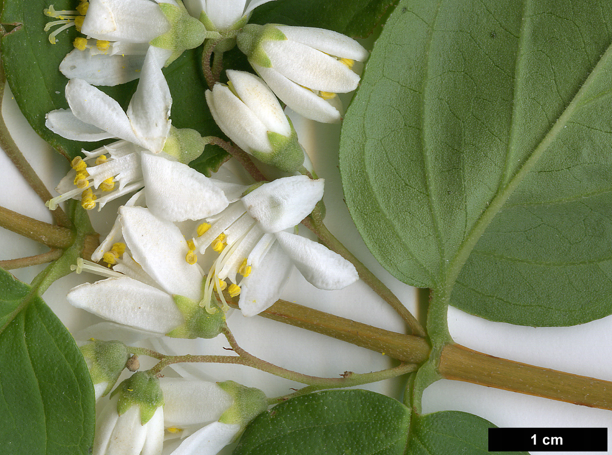 High resolution image: Family: Hydrangeaceae - Genus: Deutzia - Taxon: scabra