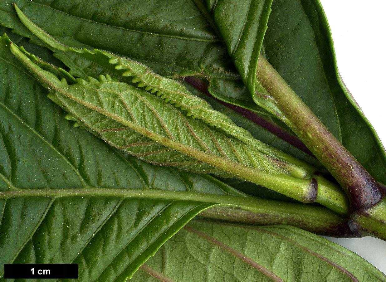 High resolution image: Family: Hydrangeaceae - Genus: Dichroa - Taxon: febrifuga