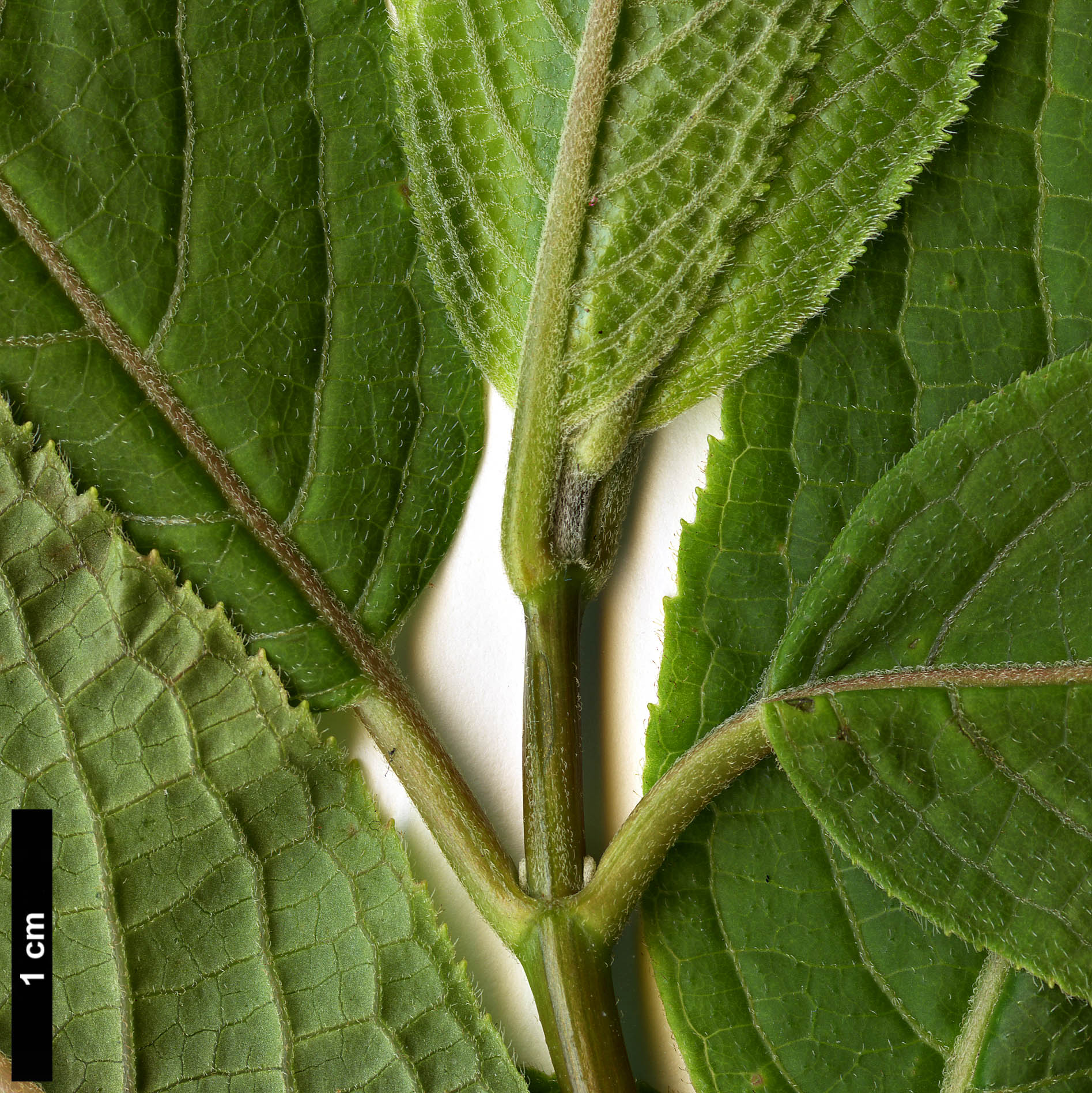 High resolution image: Family: Hydrangeaceae - Genus: Hydrangea - Taxon: davidii