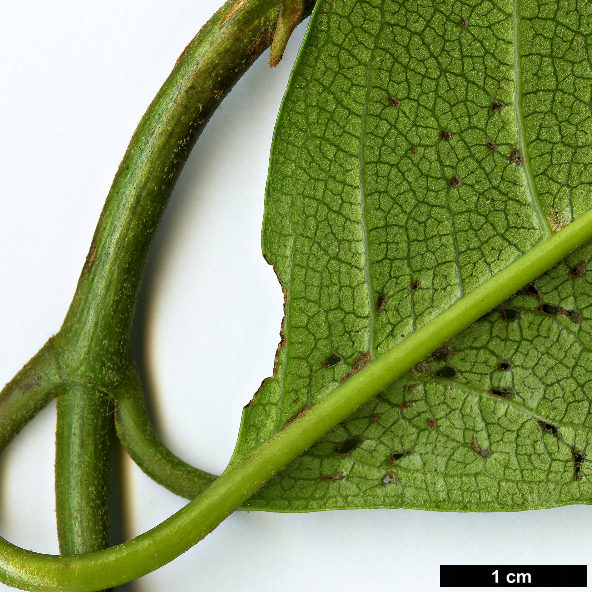 High resolution image: Family: Hydrangeaceae - Genus: Hydrangea - Taxon: glandulosa