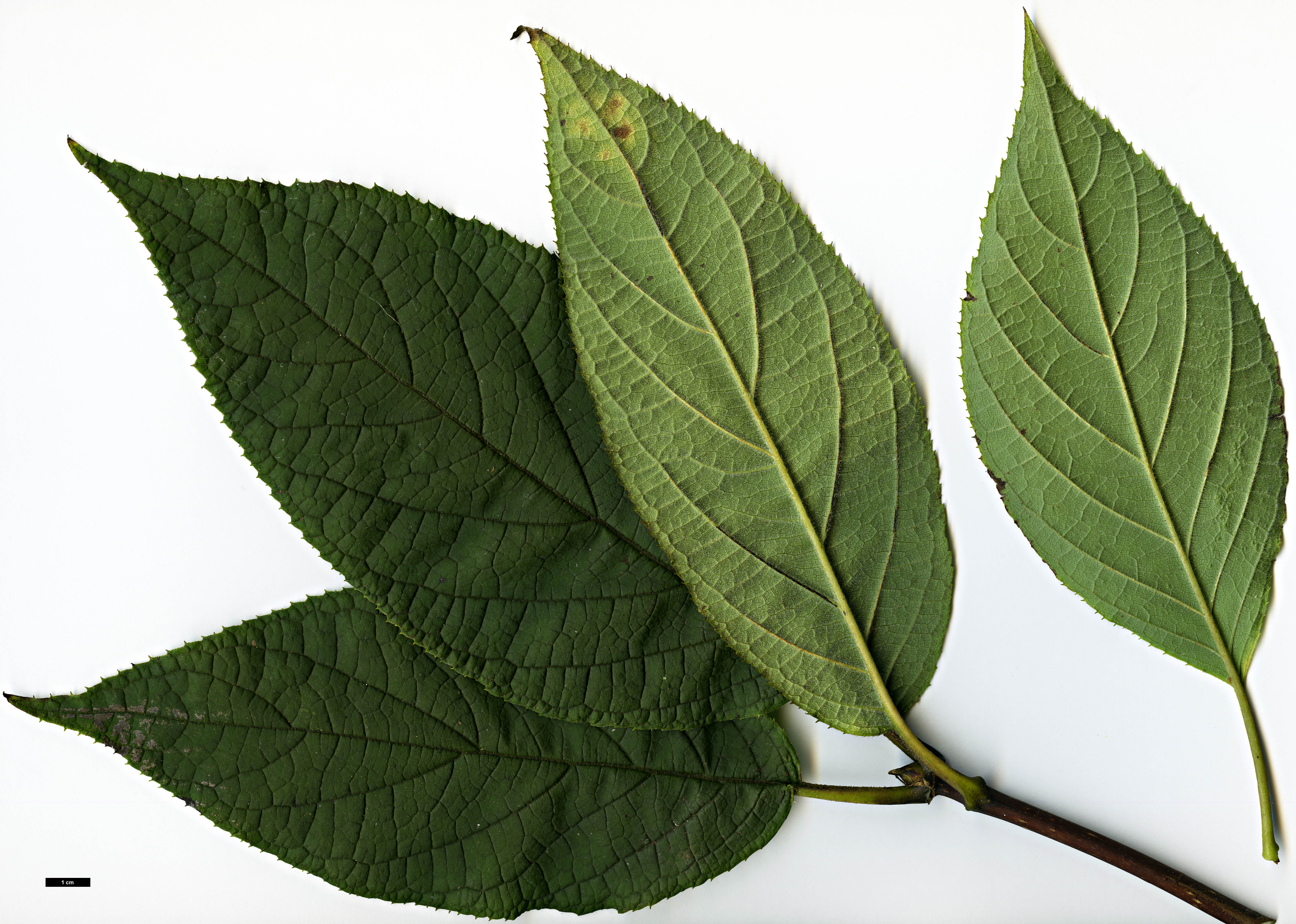 High resolution image: Family: Hydrangeaceae - Genus: Hydrangea - Taxon: heteromalla