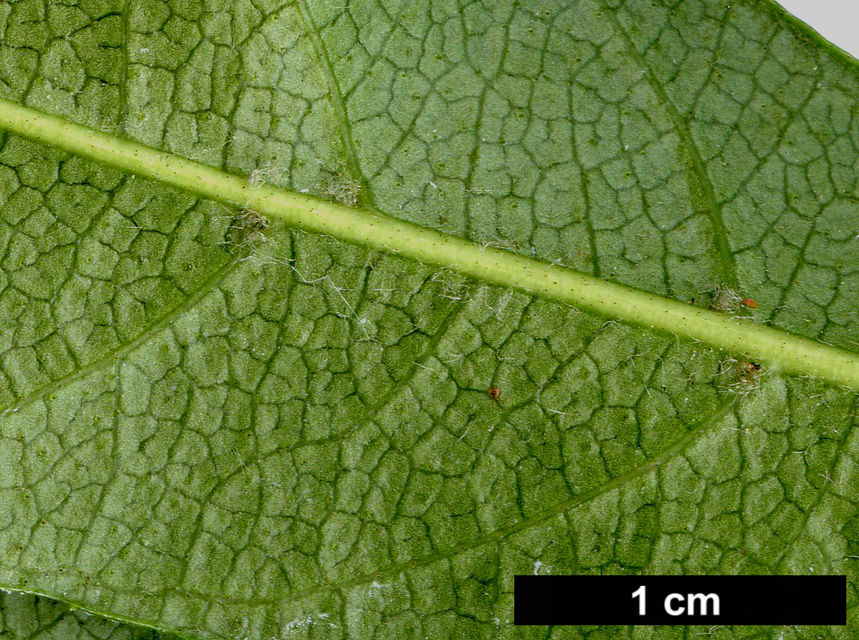 High resolution image: Family: Hydrangeaceae - Genus: Hydrangea - Taxon: integrifolia