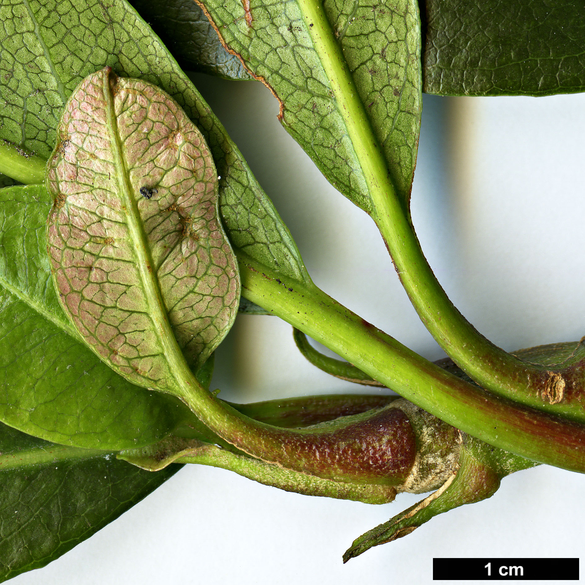 High resolution image: Family: Hydrangeaceae - Genus: Hydrangea - Taxon: integrifolia