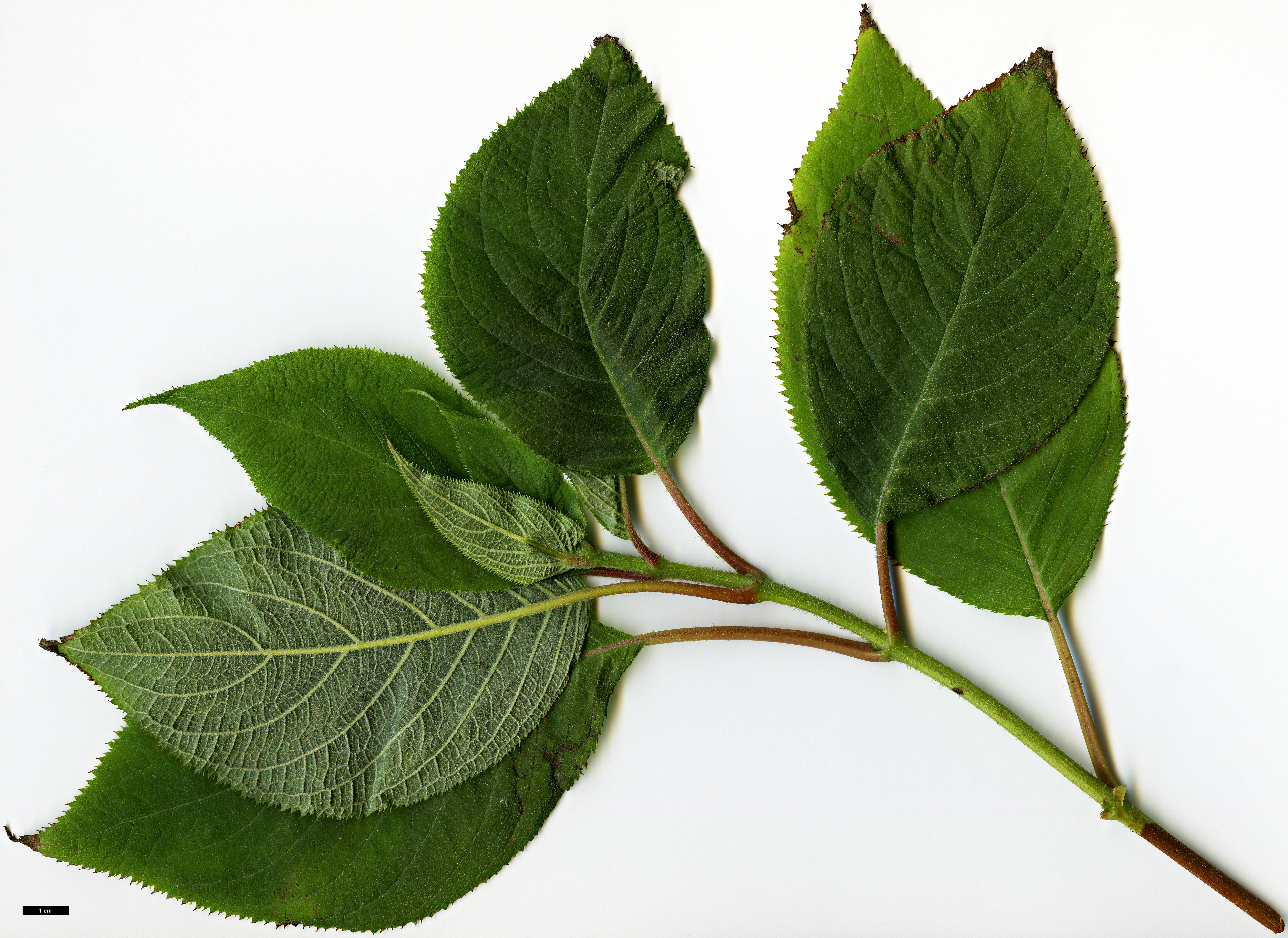 High resolution image: Family: Hydrangeaceae - Genus: Hydrangea - Taxon: involucrata