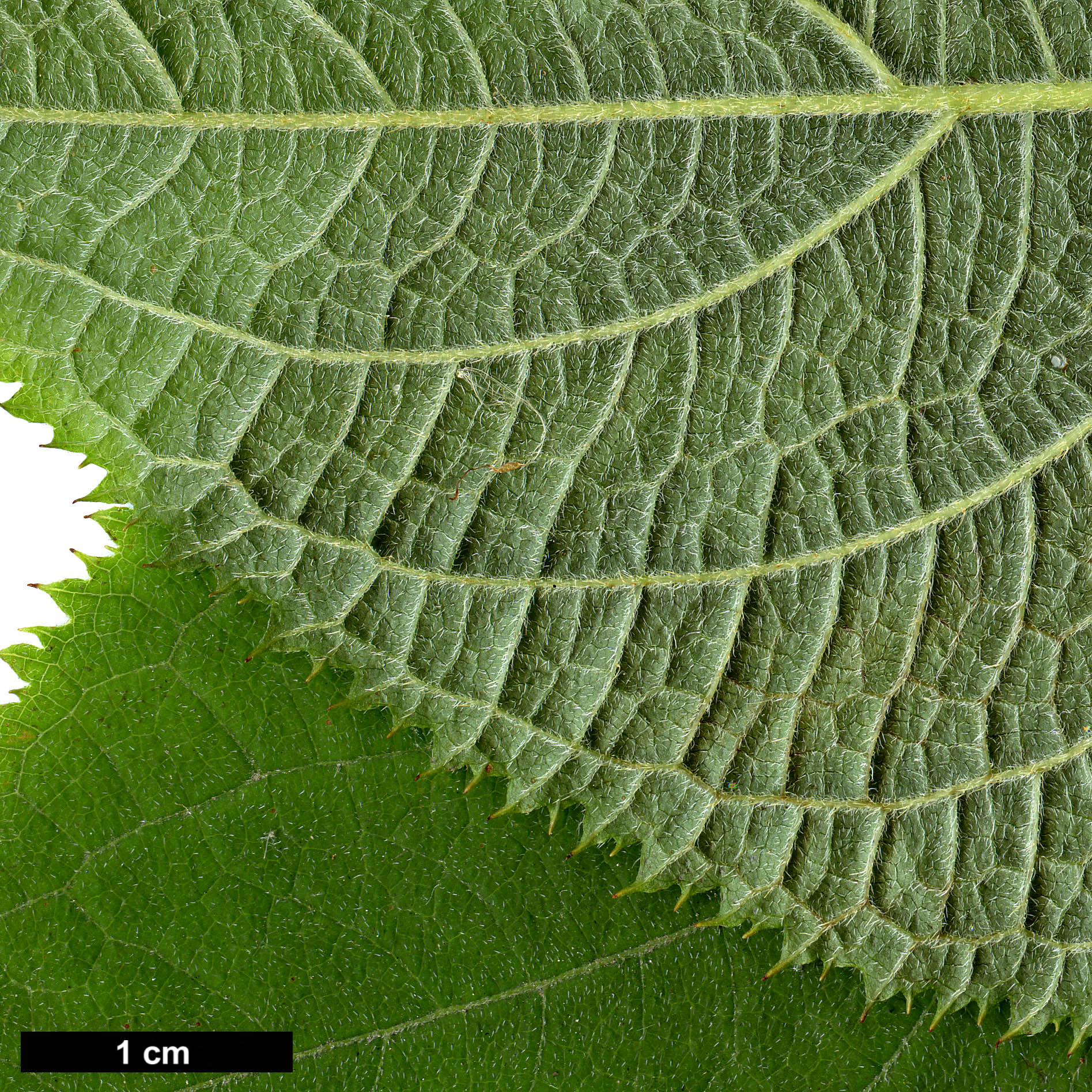 High resolution image: Family: Hydrangeaceae - Genus: Hydrangea - Taxon: involucrata