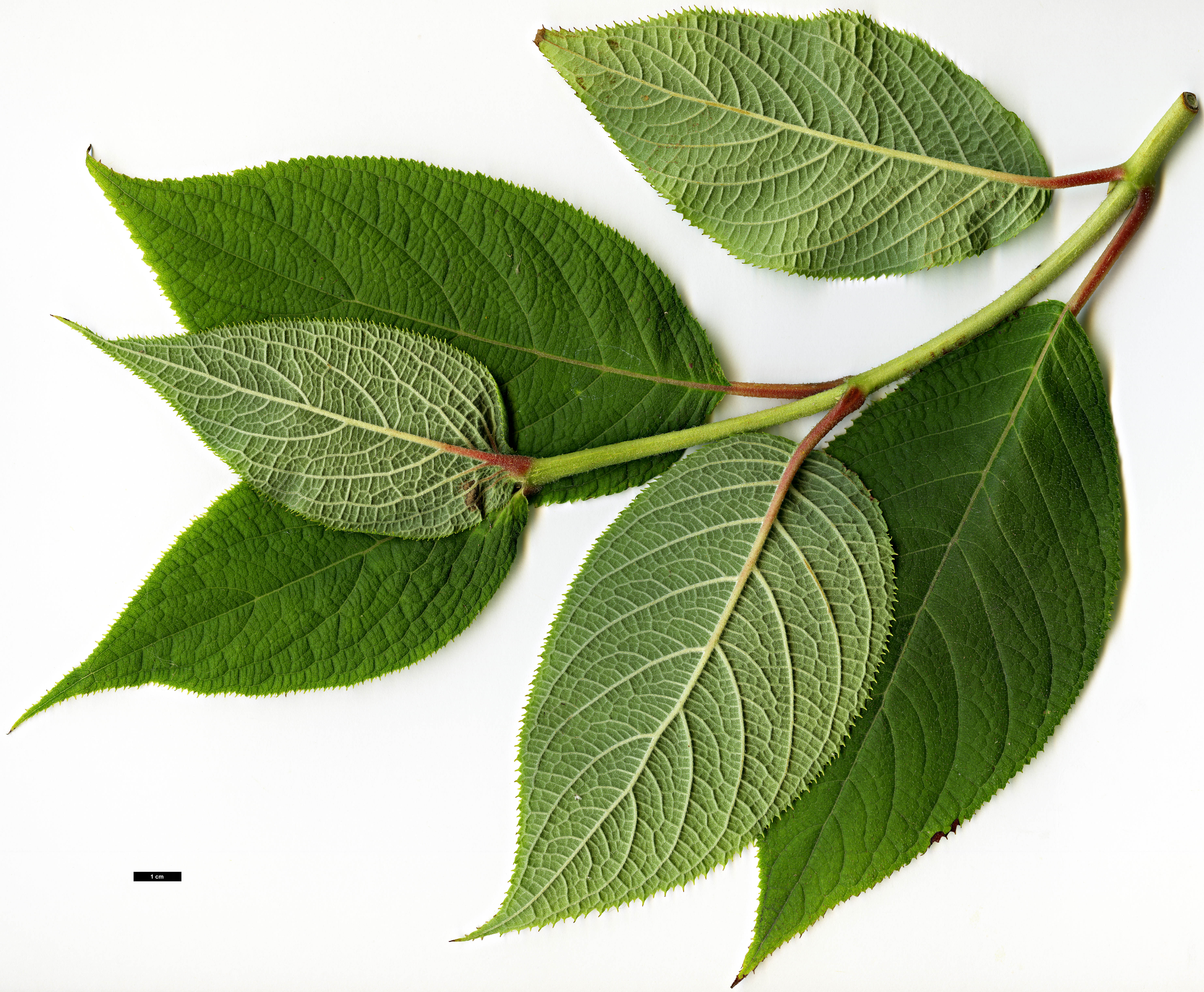 High resolution image: Family: Hydrangeaceae - Genus: Hydrangea - Taxon: involucrata