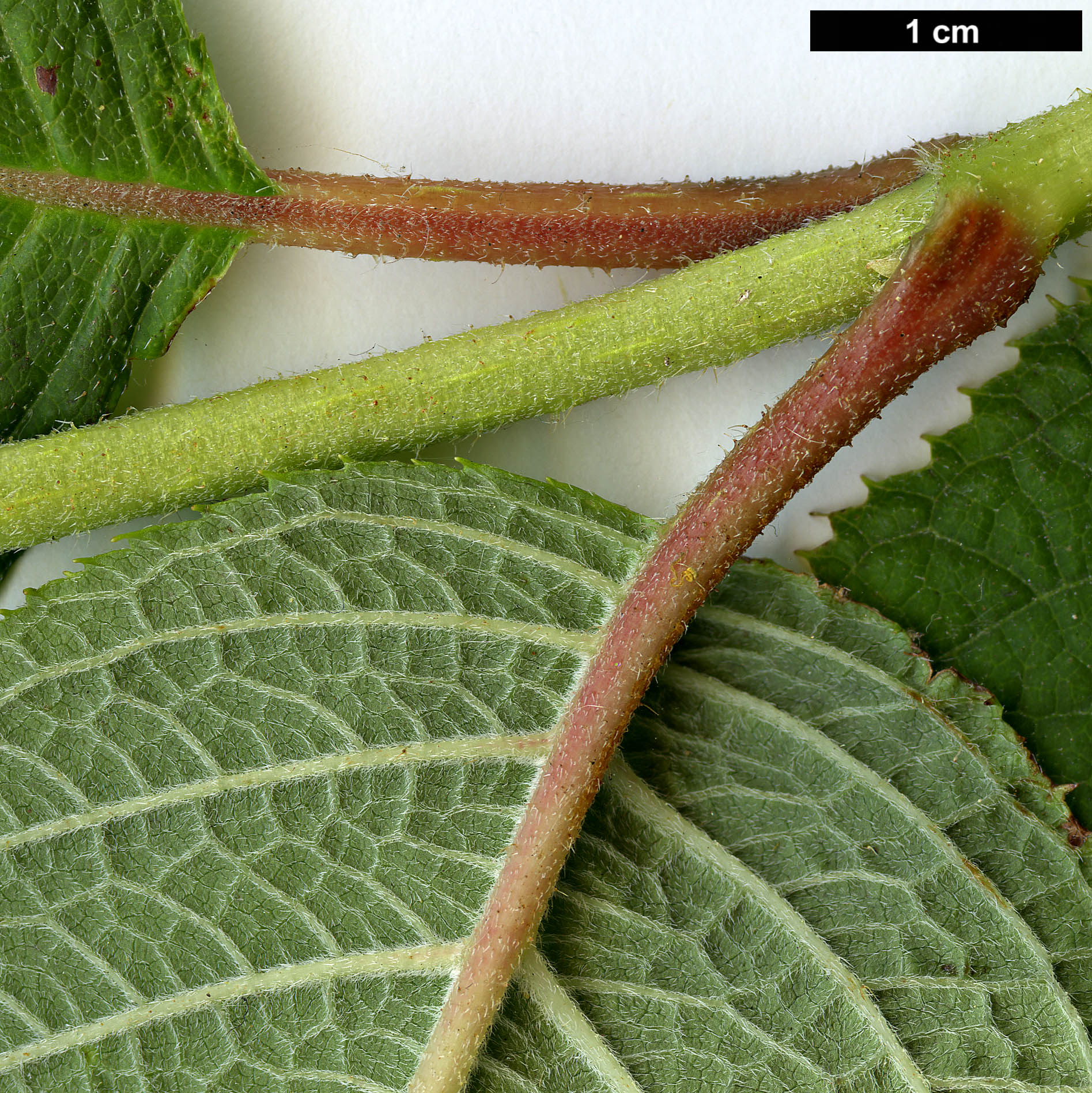 High resolution image: Family: Hydrangeaceae - Genus: Hydrangea - Taxon: involucrata