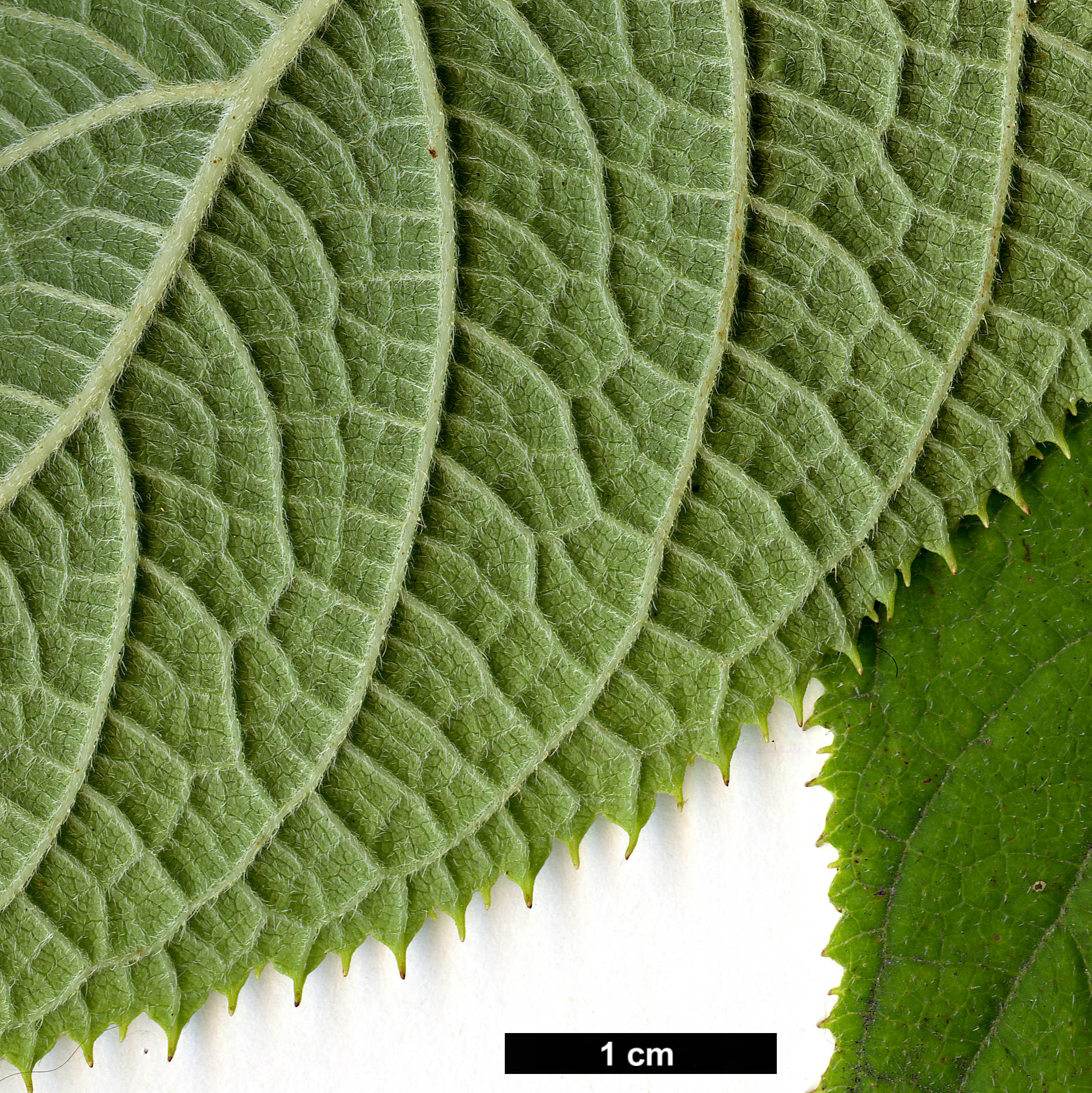 High resolution image: Family: Hydrangeaceae - Genus: Hydrangea - Taxon: involucrata