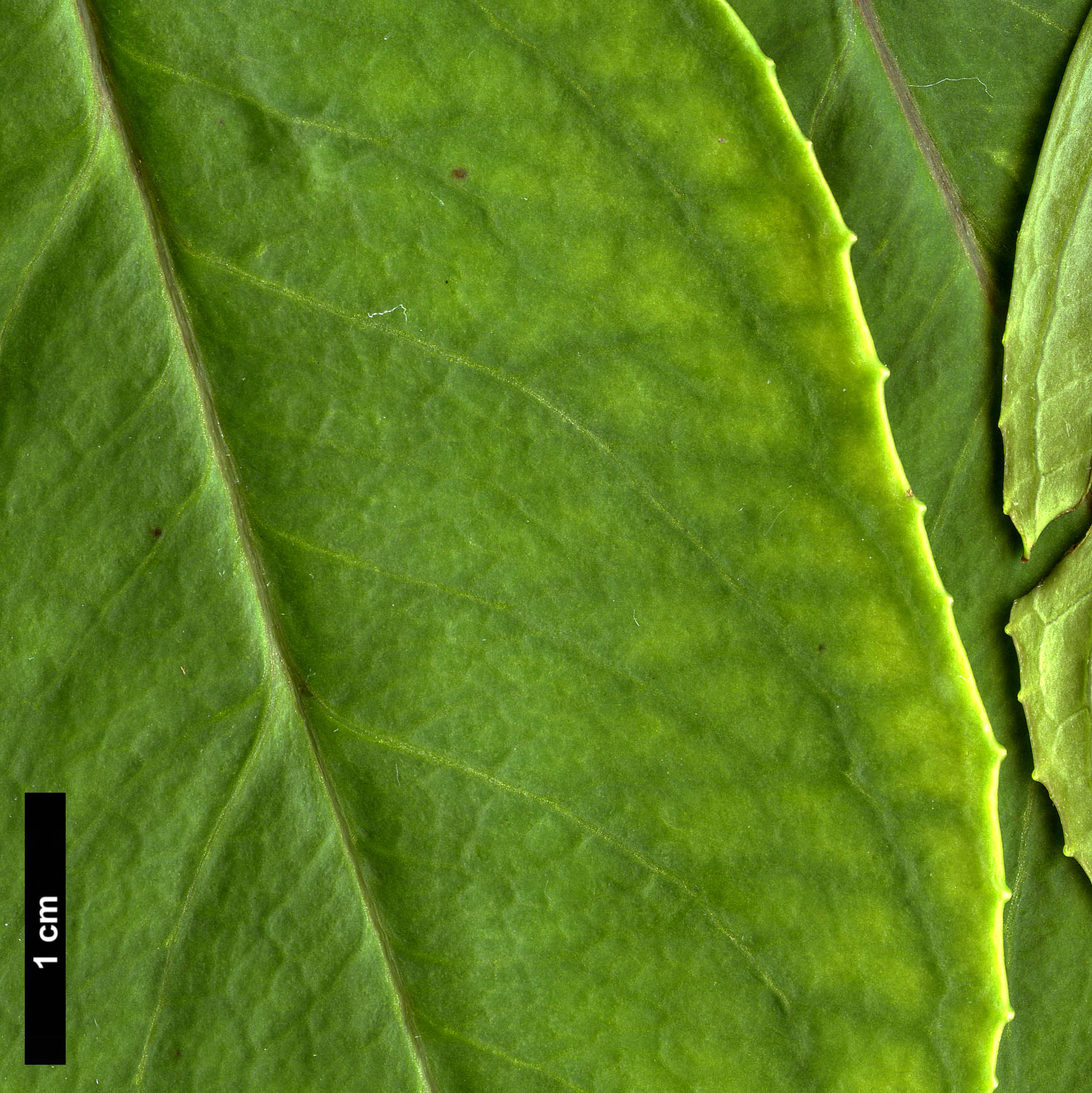 High resolution image: Family: Hydrangeaceae - Genus: Hydrangea - Taxon: lobbii