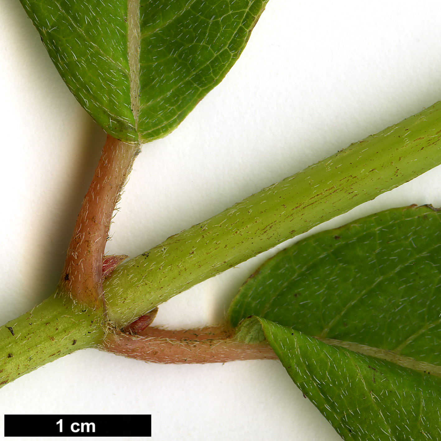 High resolution image: Family: Hydrangeaceae - Genus: Hydrangea - Taxon: longifolia