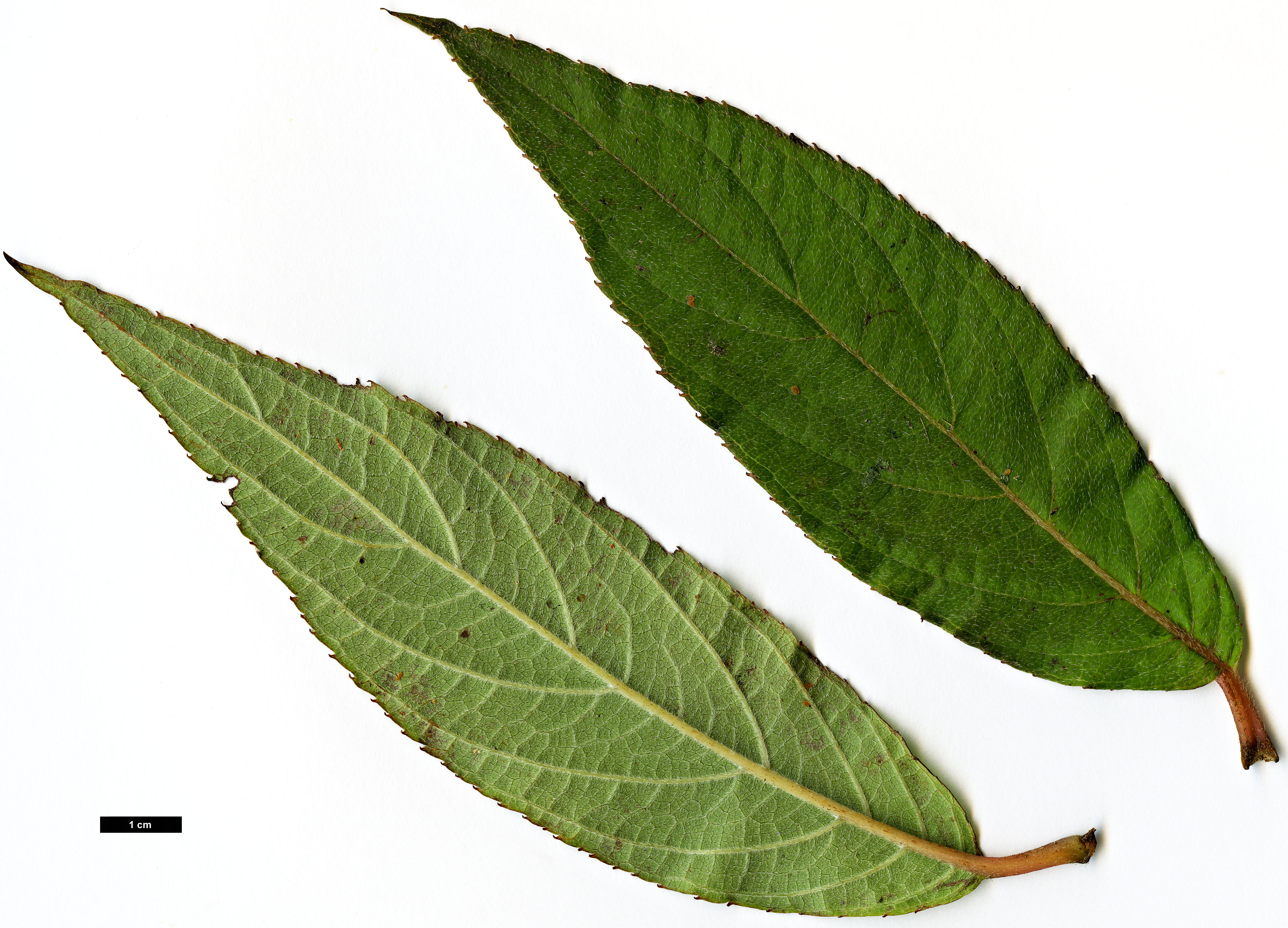 High resolution image: Family: Hydrangeaceae - Genus: Hydrangea - Taxon: longifolia