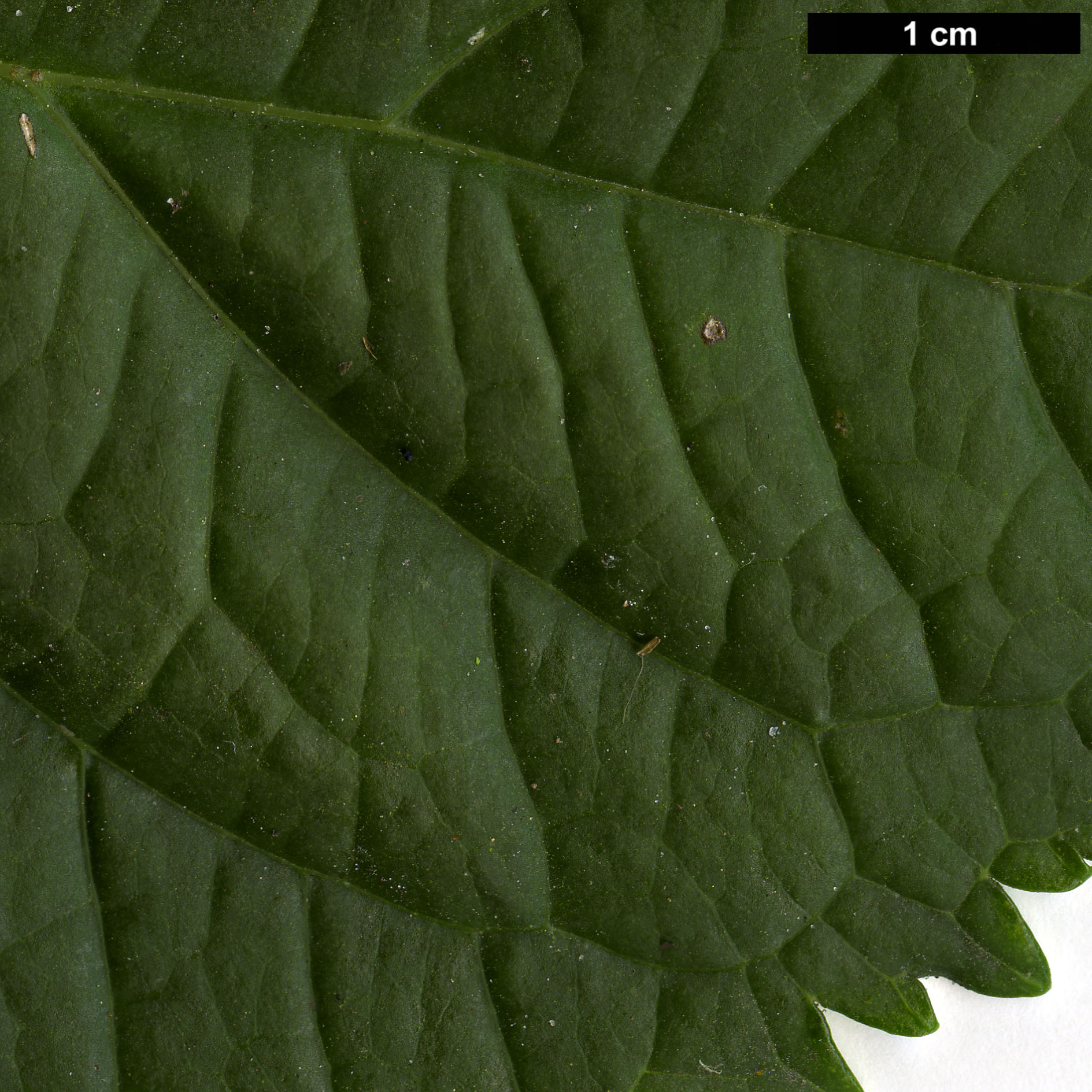 High resolution image: Family: Hydrangeaceae - Genus: Hydrangea - Taxon: macrophylla