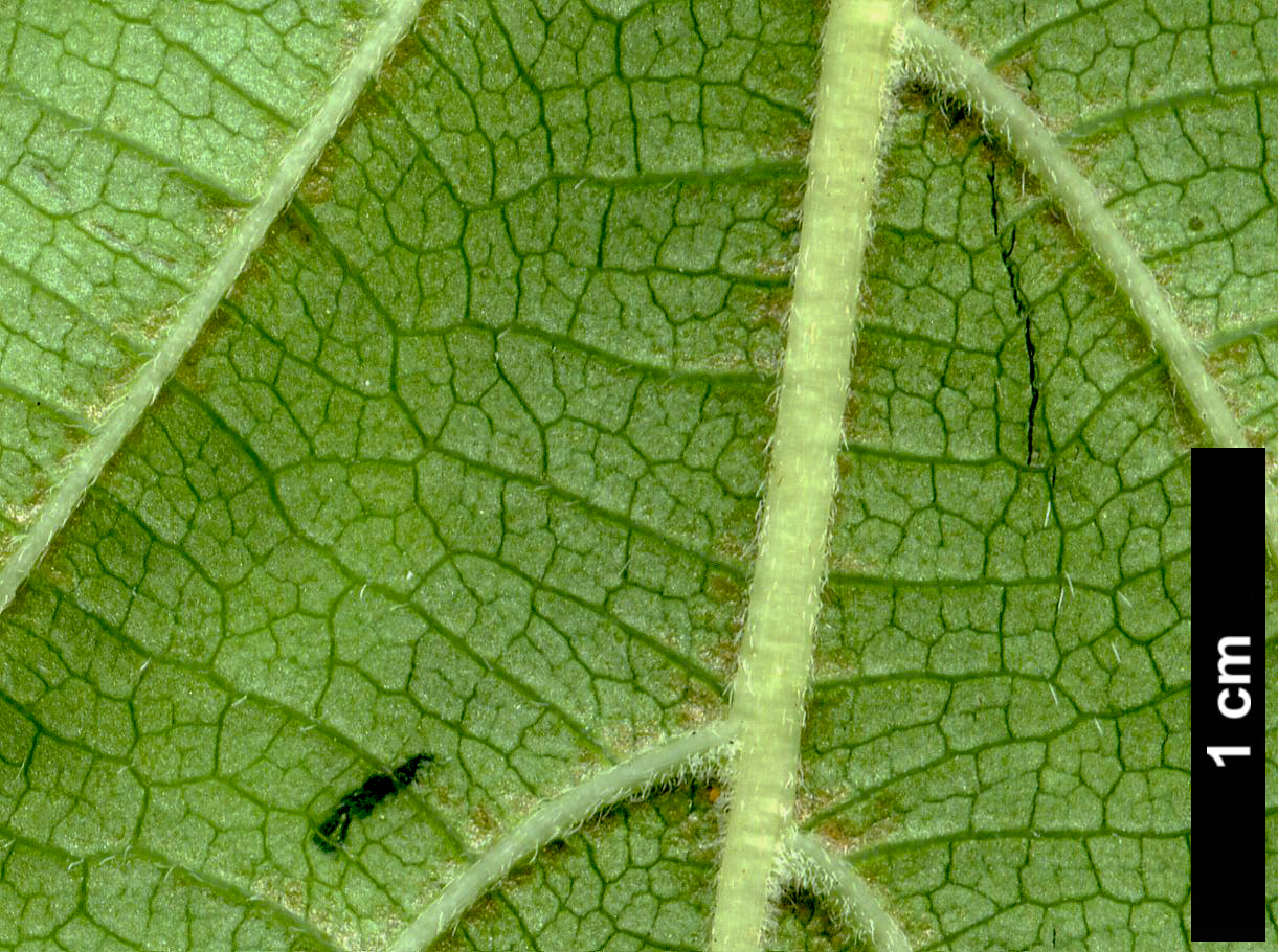 High resolution image: Family: Hydrangeaceae - Genus: Hydrangea - Taxon: paniculata