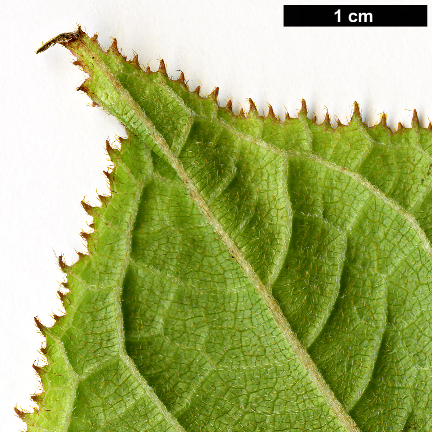 High resolution image: Family: Hydrangeaceae - Genus: Hydrangea - Taxon: robusta