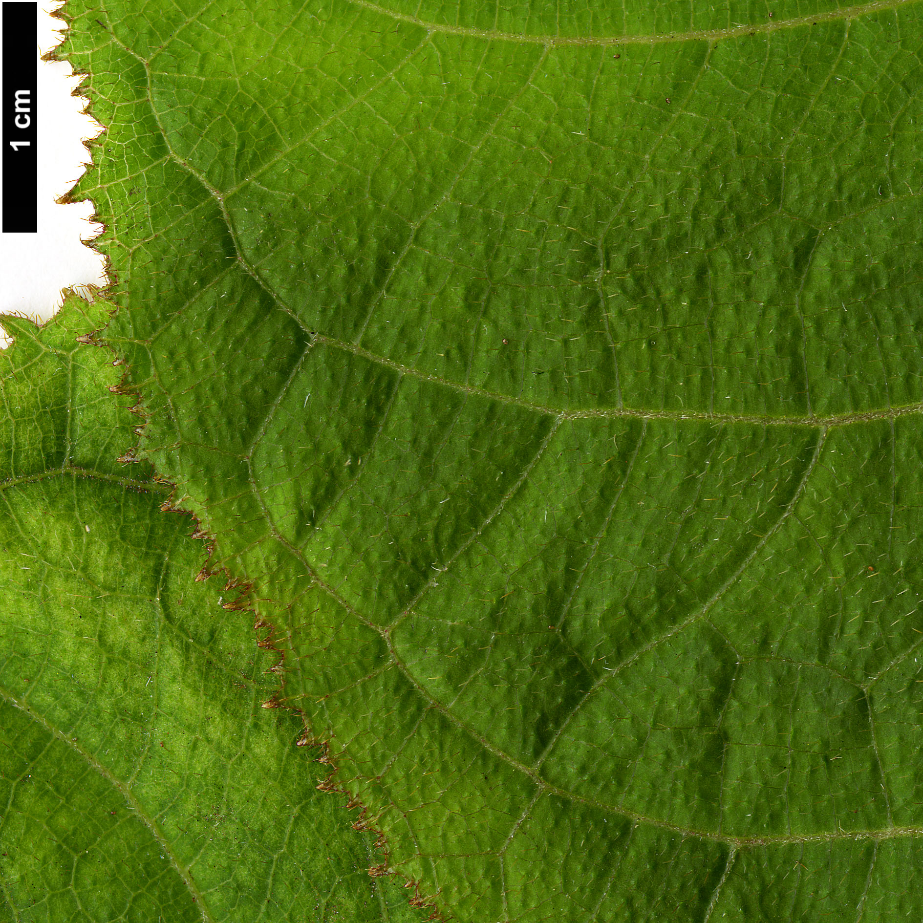 High resolution image: Family: Hydrangeaceae - Genus: Hydrangea - Taxon: robusta