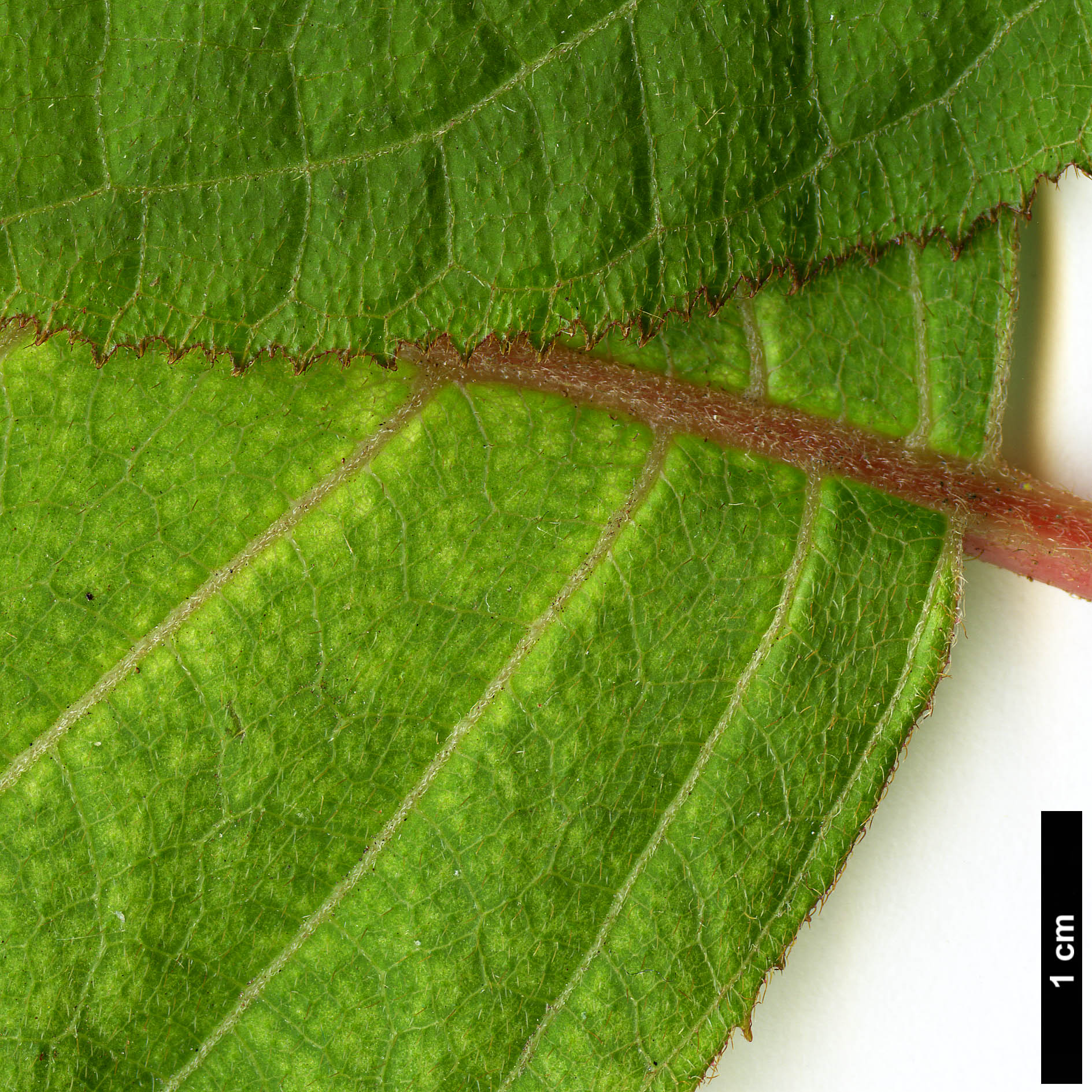 High resolution image: Family: Hydrangeaceae - Genus: Hydrangea - Taxon: robusta