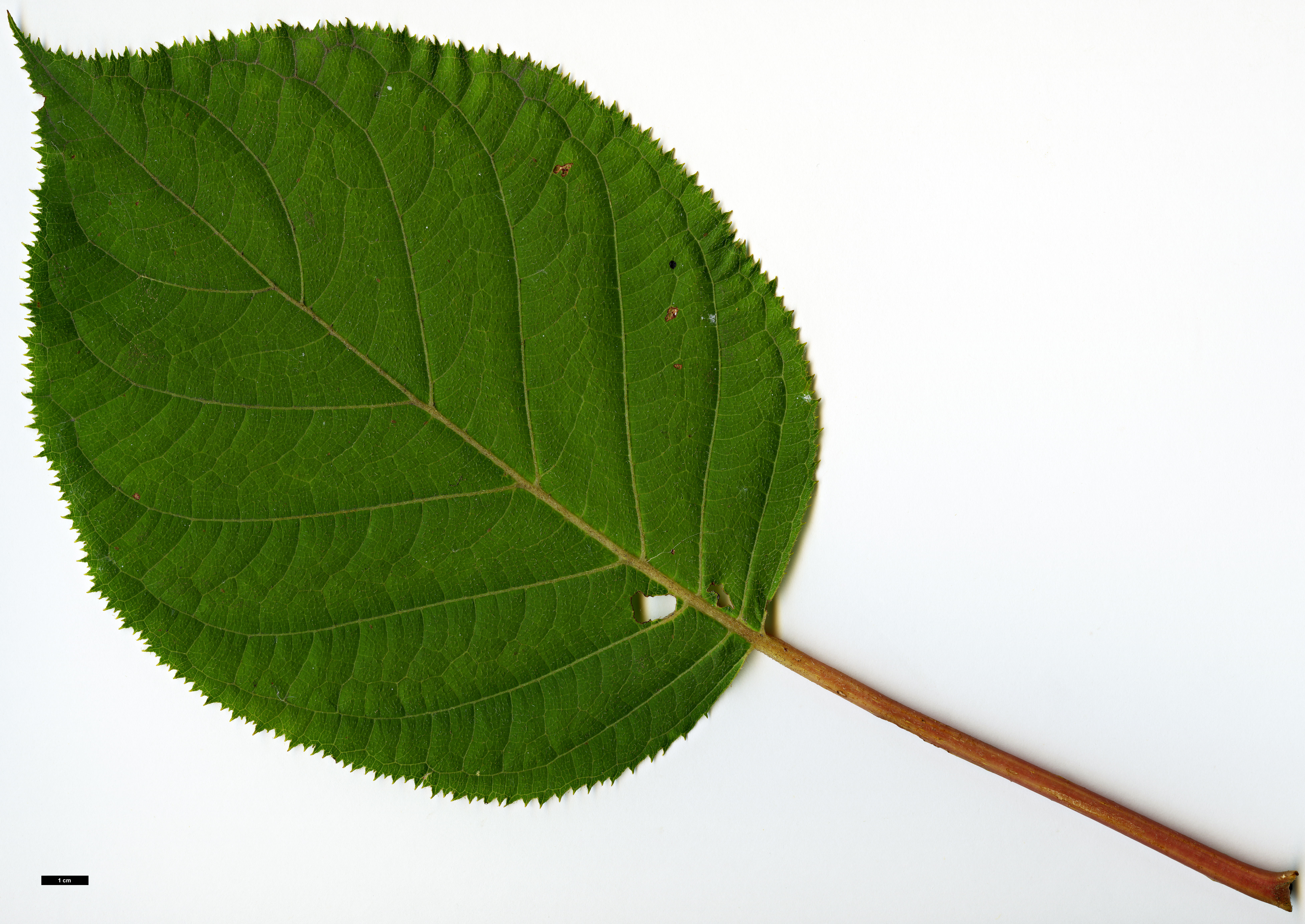 High resolution image: Family: Hydrangeaceae - Genus: Hydrangea - Taxon: robusta