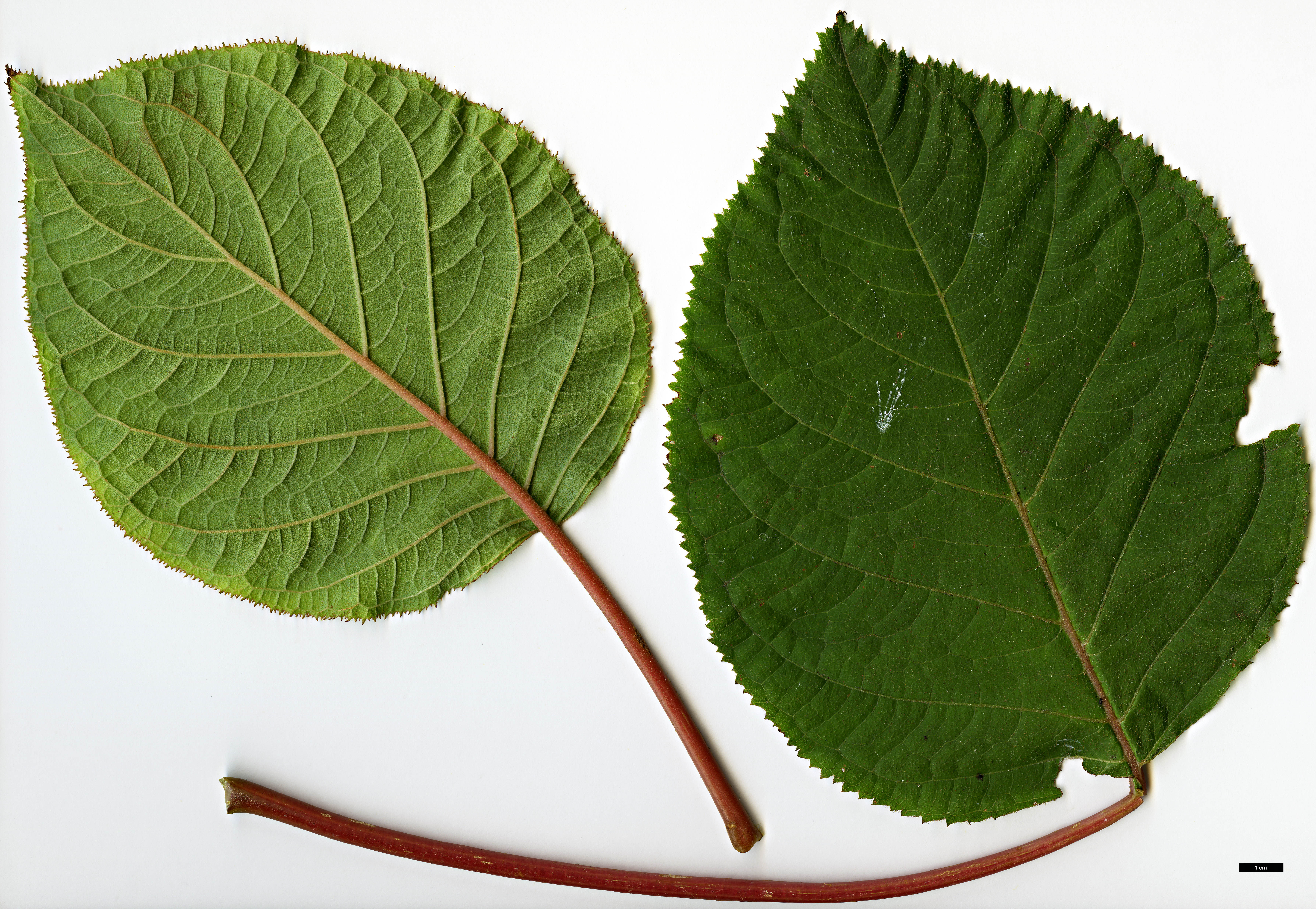 High resolution image: Family: Hydrangeaceae - Genus: Hydrangea - Taxon: robusta