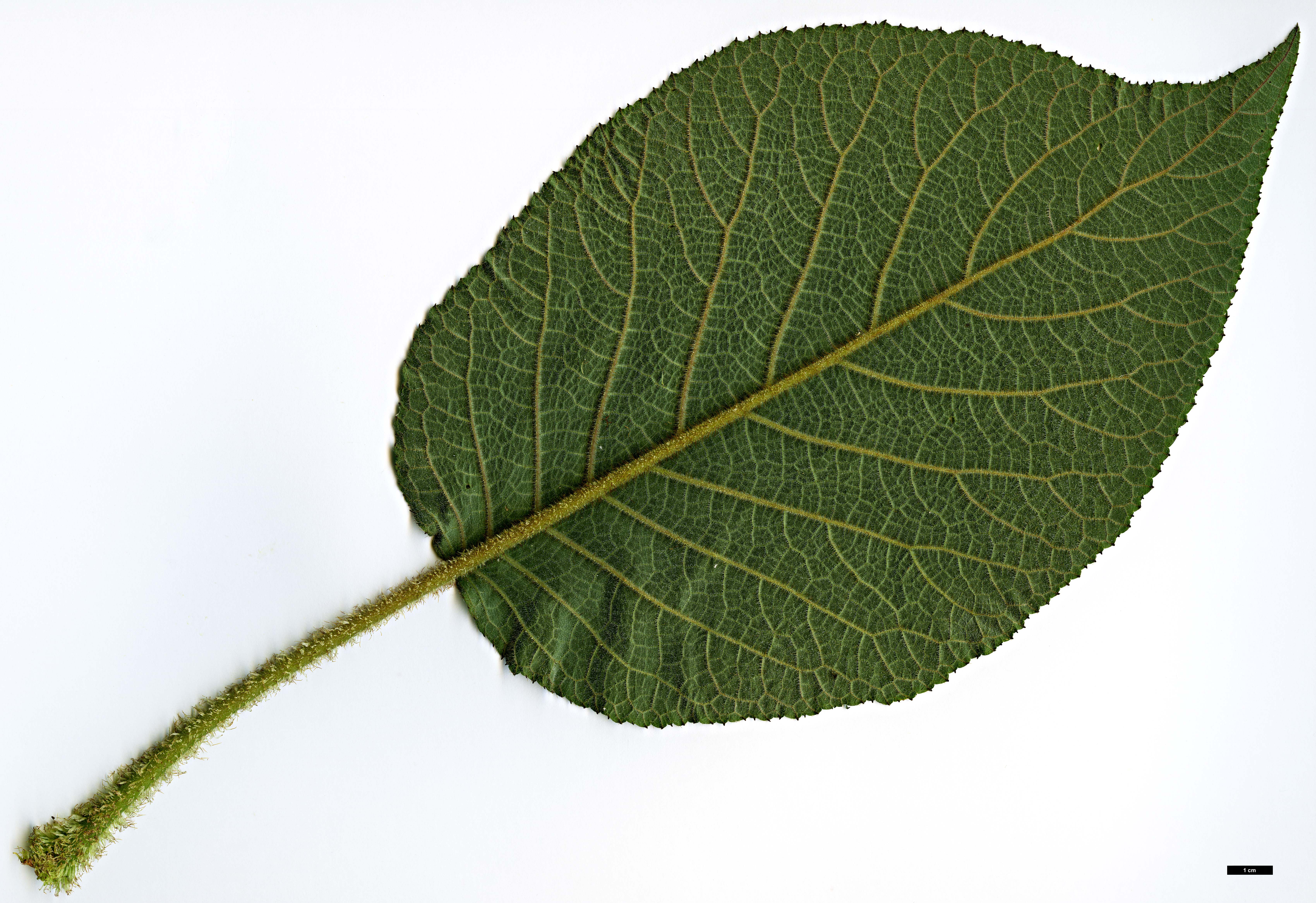 High resolution image: Family: Hydrangeaceae - Genus: Hydrangea - Taxon: sargentiana