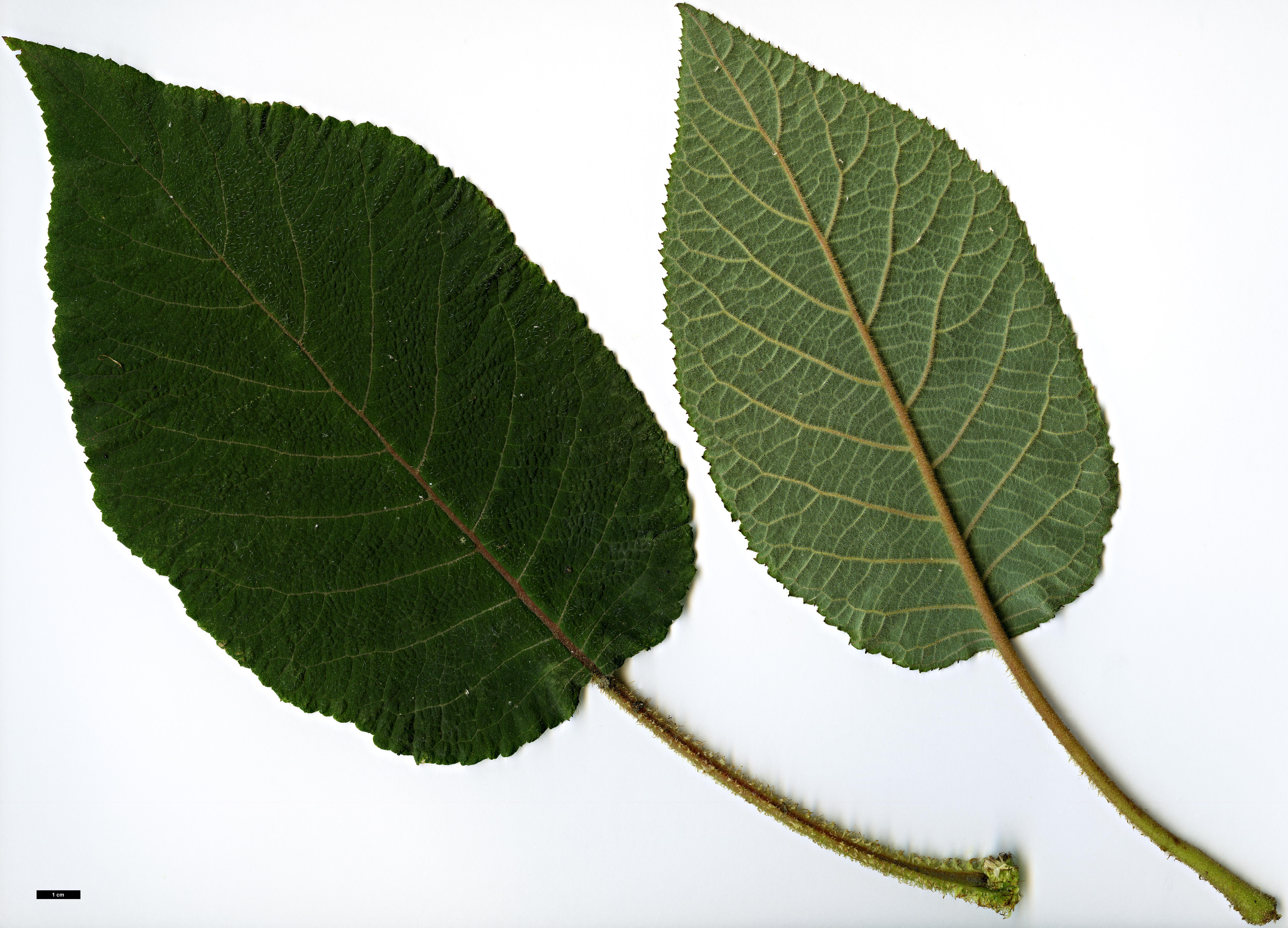 High resolution image: Family: Hydrangeaceae - Genus: Hydrangea - Taxon: sargentiana