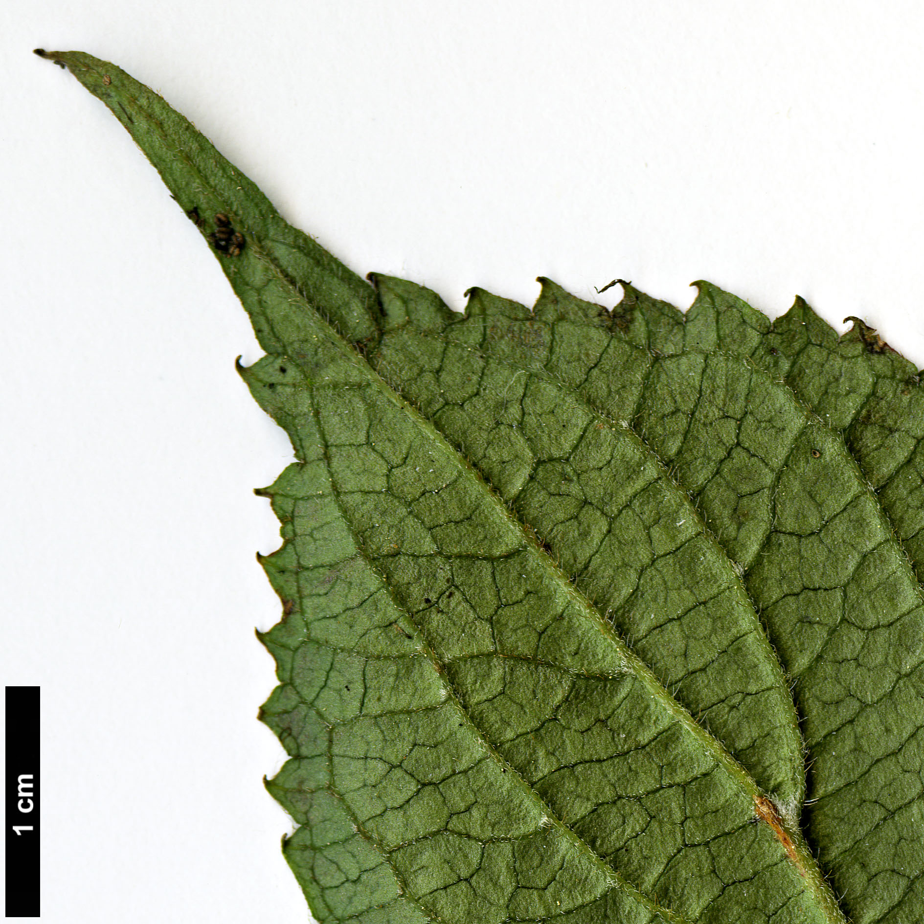 High resolution image: Family: Hydrangeaceae - Genus: Hydrangea - Taxon: serrata