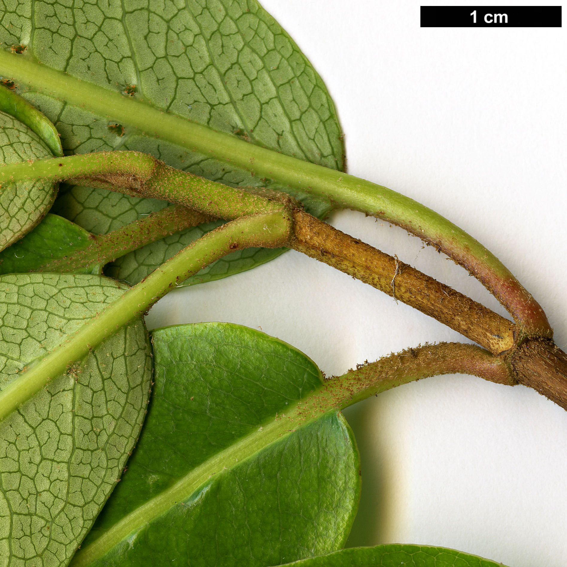 High resolution image: Family: Hydrangeaceae - Genus: Hydrangea - Taxon: serratifolia