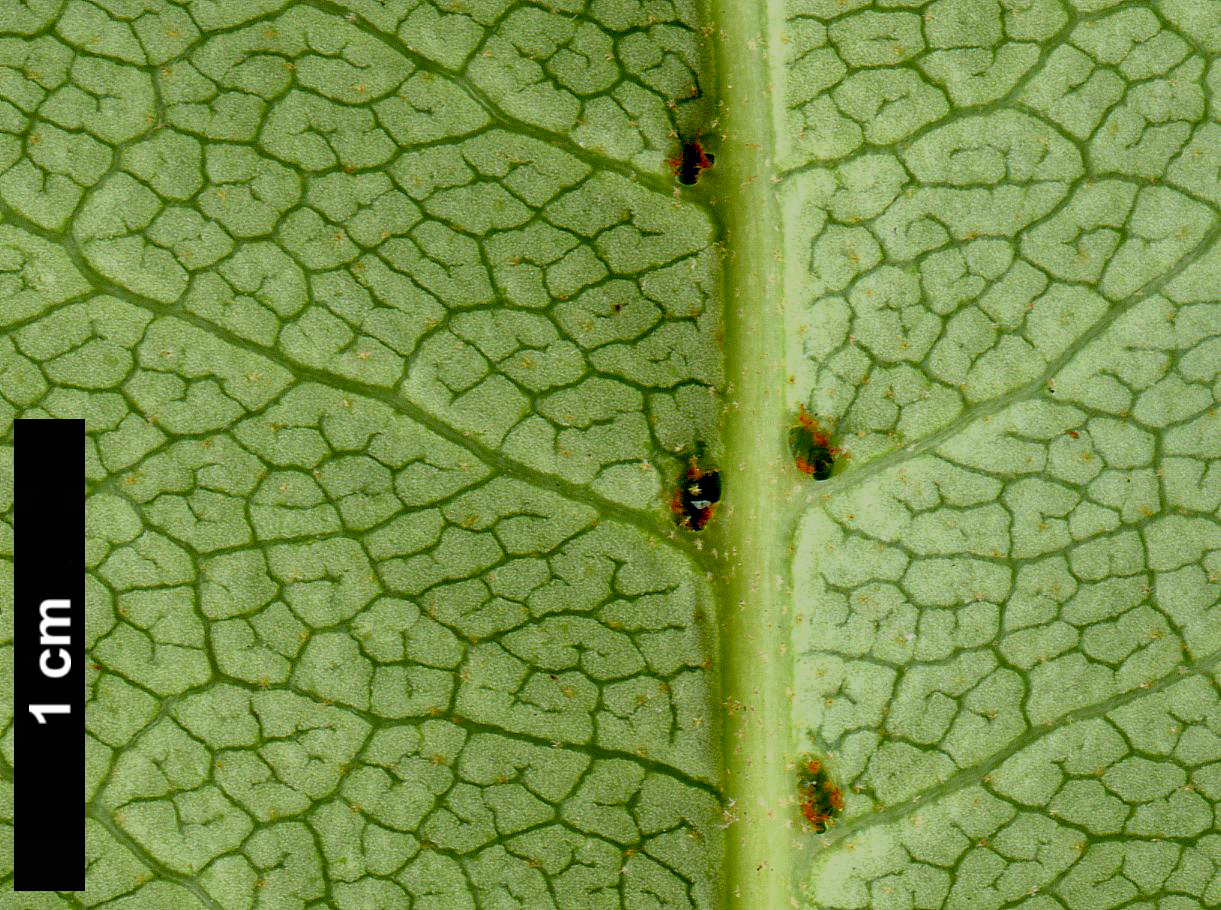 High resolution image: Family: Hydrangeaceae - Genus: Hydrangea - Taxon: serratifolia